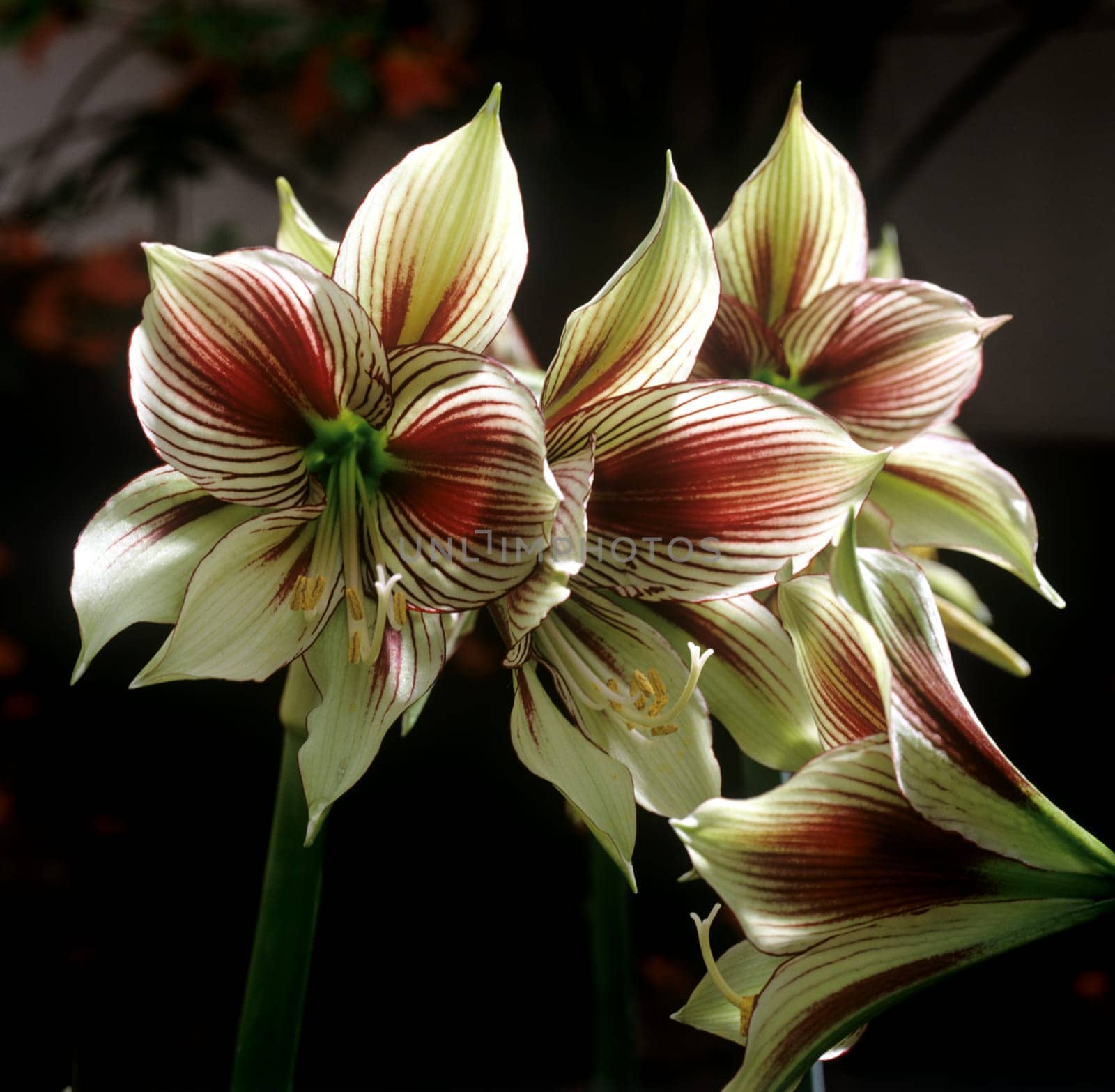 Amaryllis  Papillo Butterfly