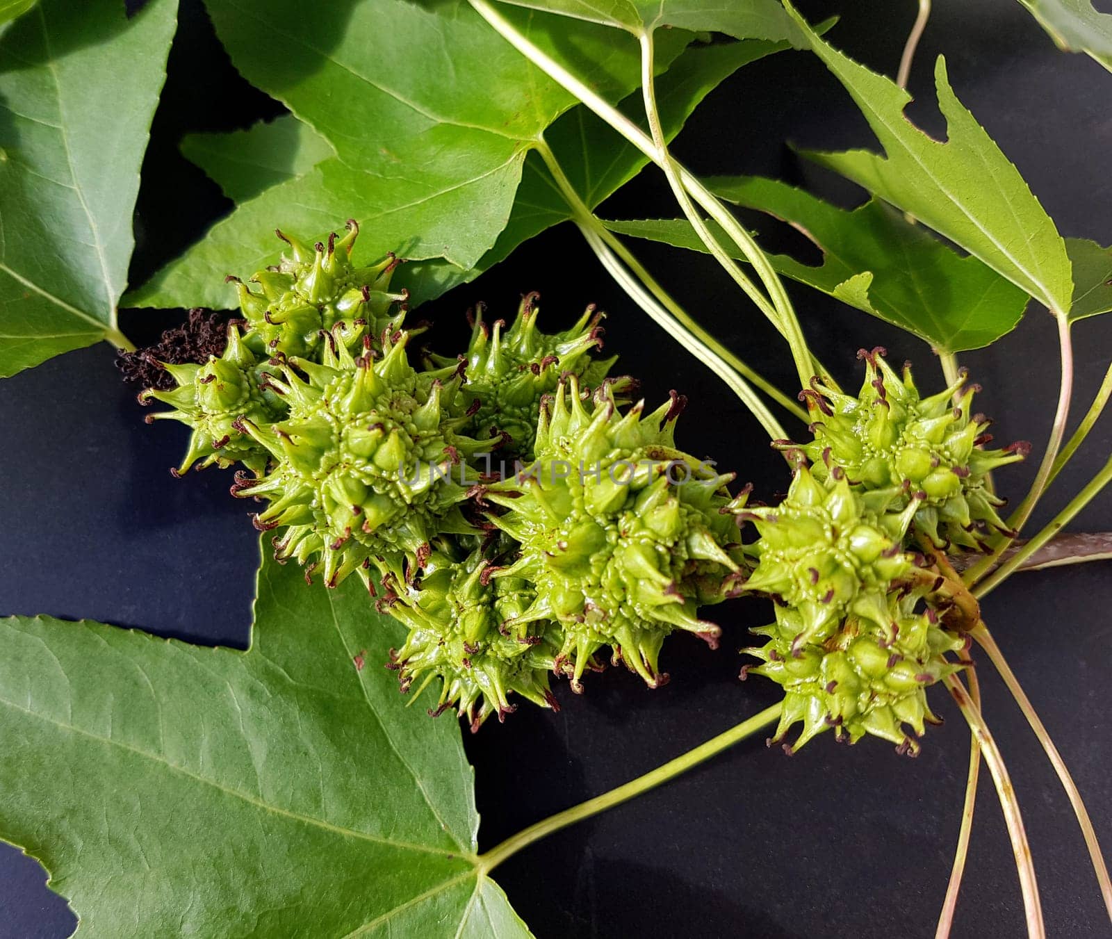 Ambeerbaum  Frucht, Liquidambar  styraciflua