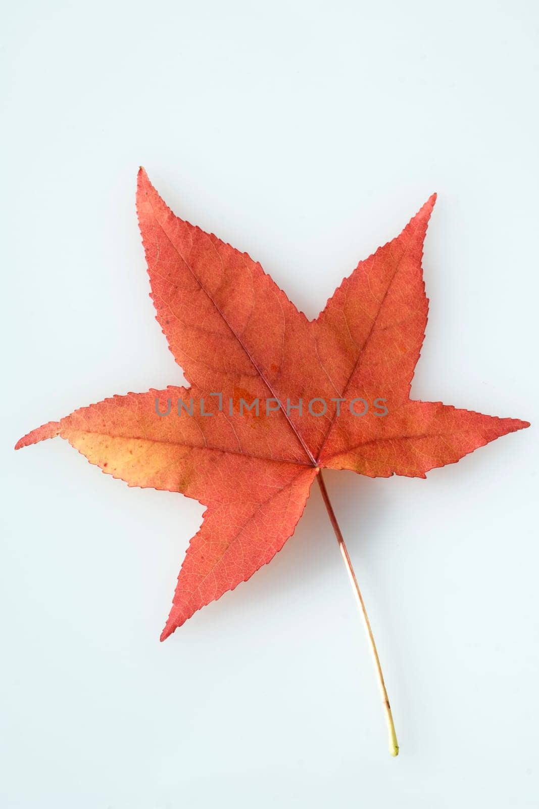Ambeerbaumblatt, Herbst