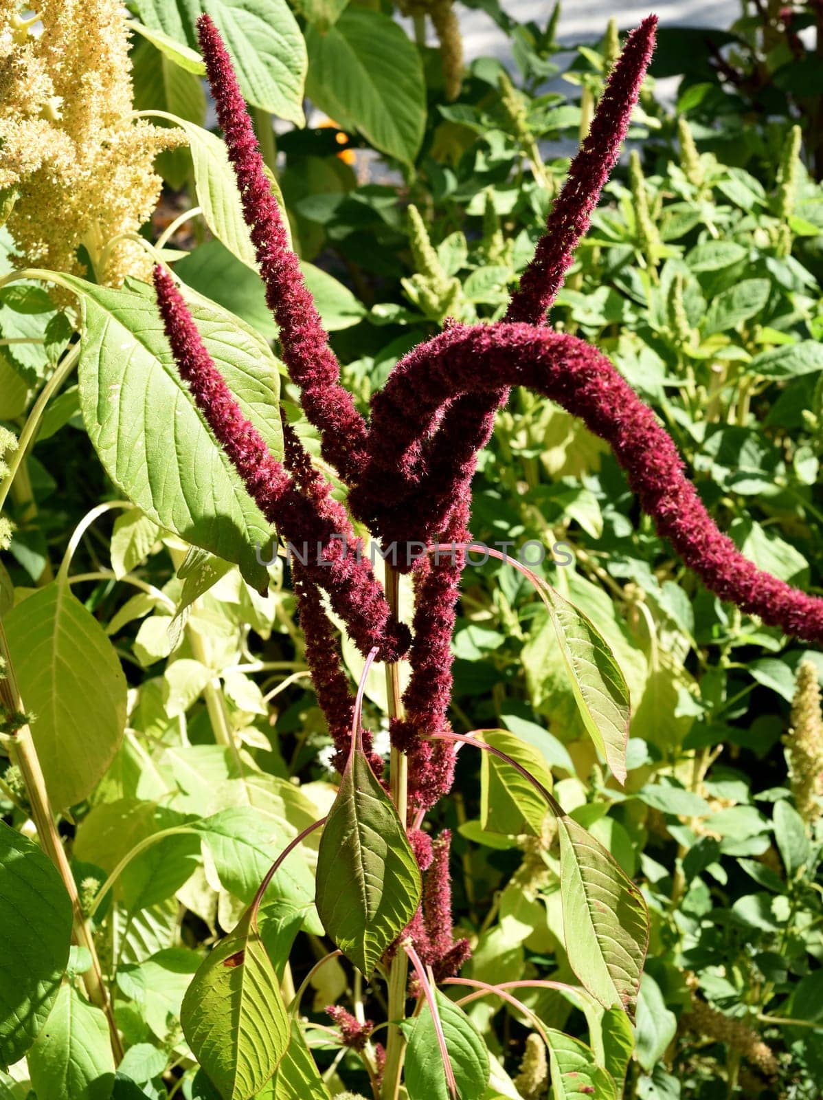 Fuchsschwanz, Amaranthus, Caudatus, Amarant
