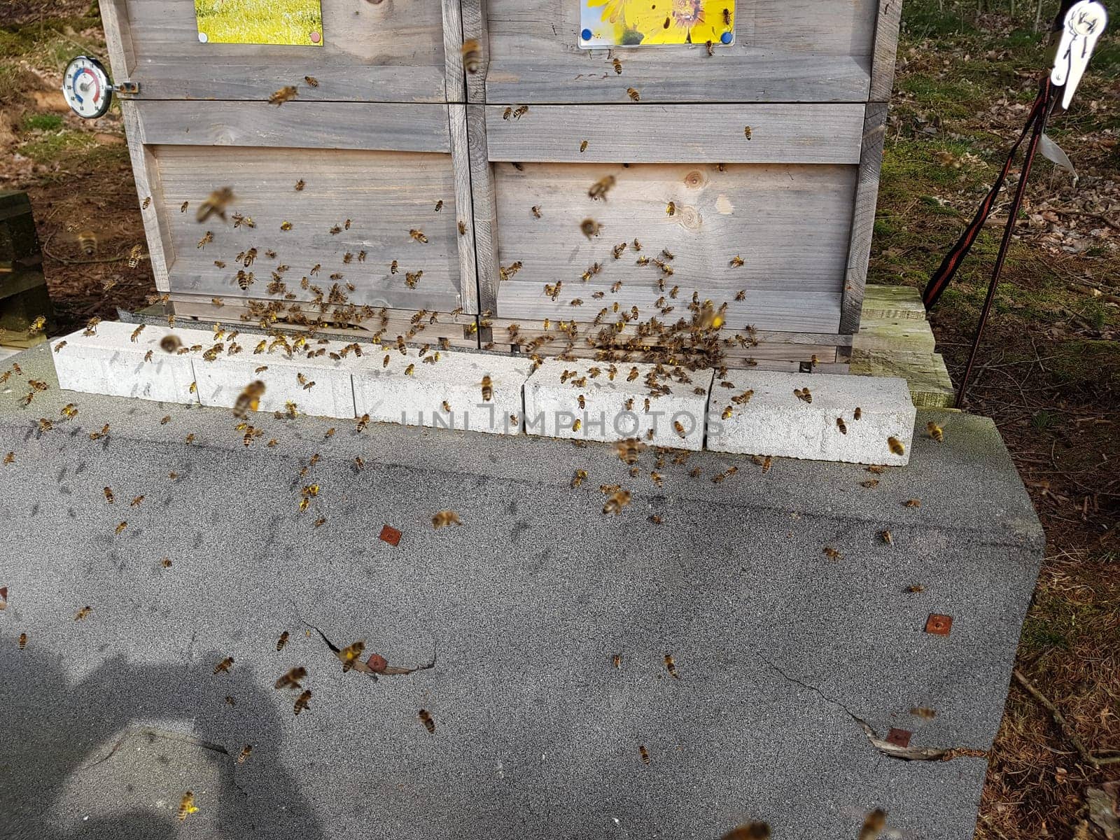 Bienen, Bienenstock, Apis  mellifera