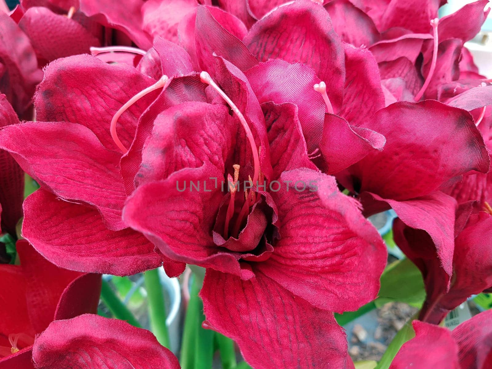 Amaryllis, Ritterstern, Hippeastrum-Hybriden