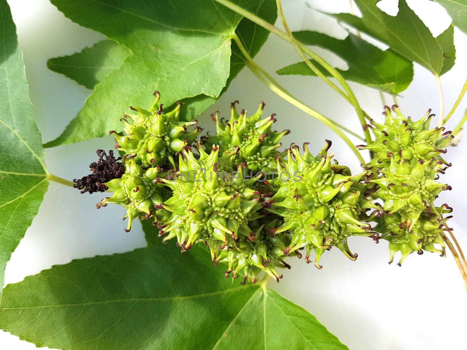 Ambeerbaum  Frucht, Liquidambar  styraciflua