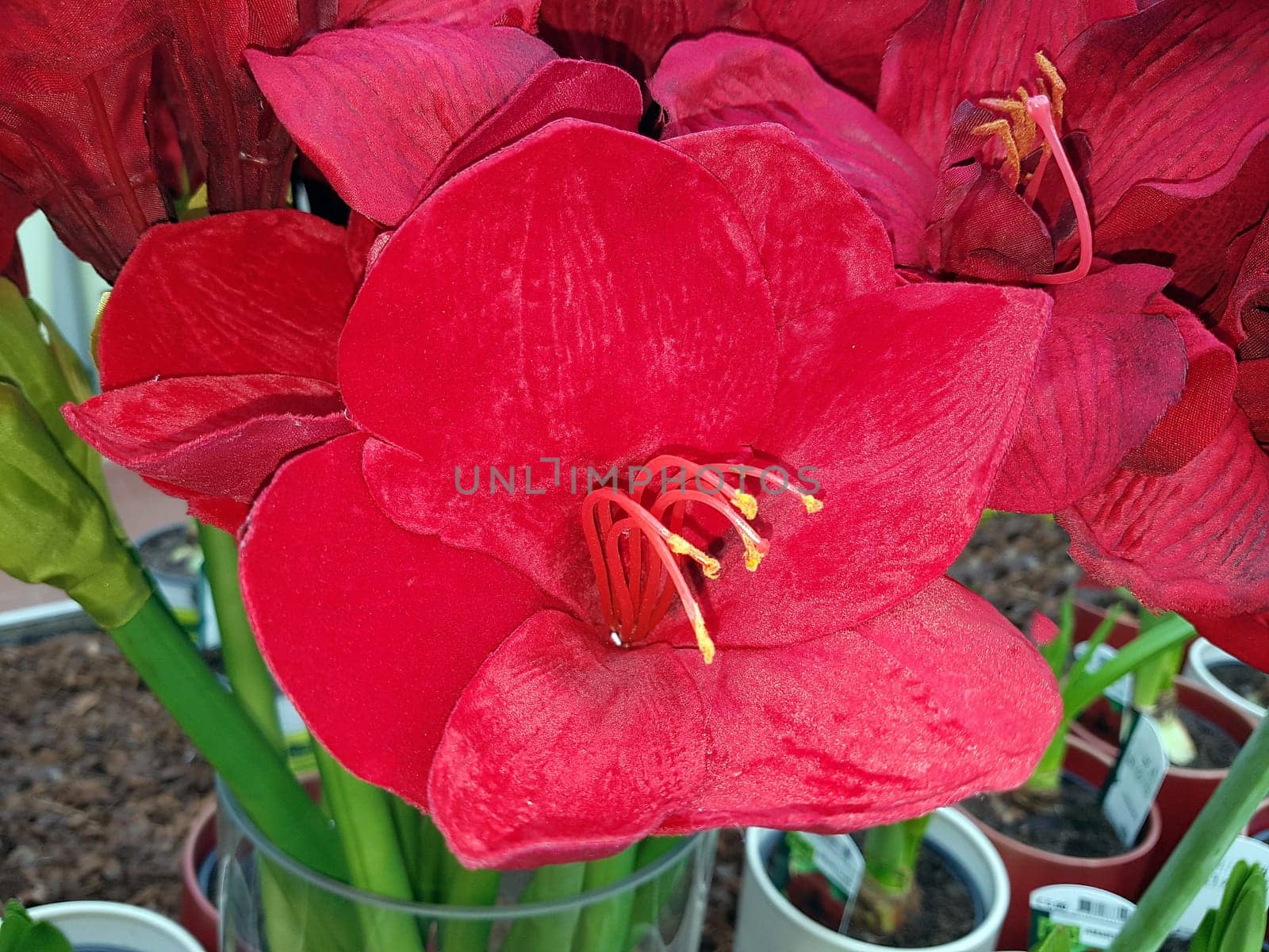 Amaryllis, Ritterstern, Hippeastrum-Hybriden