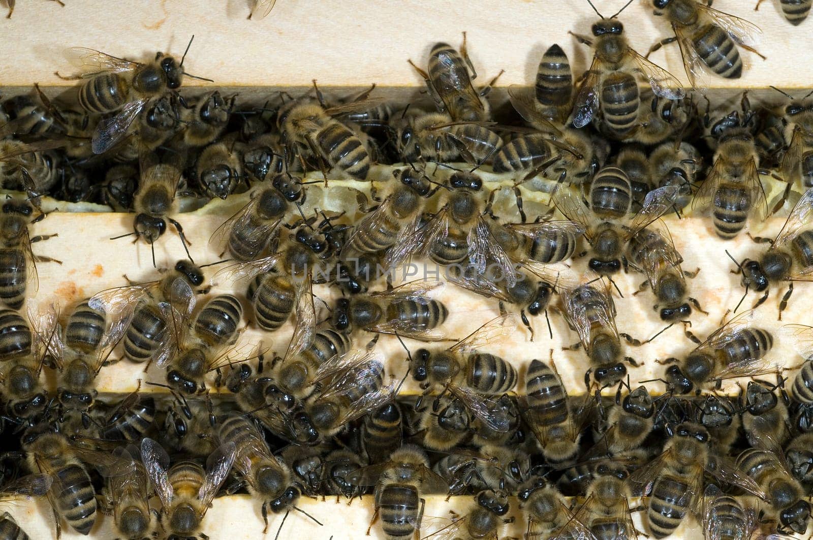 Honigbienen, Biene  Apis  mellifera