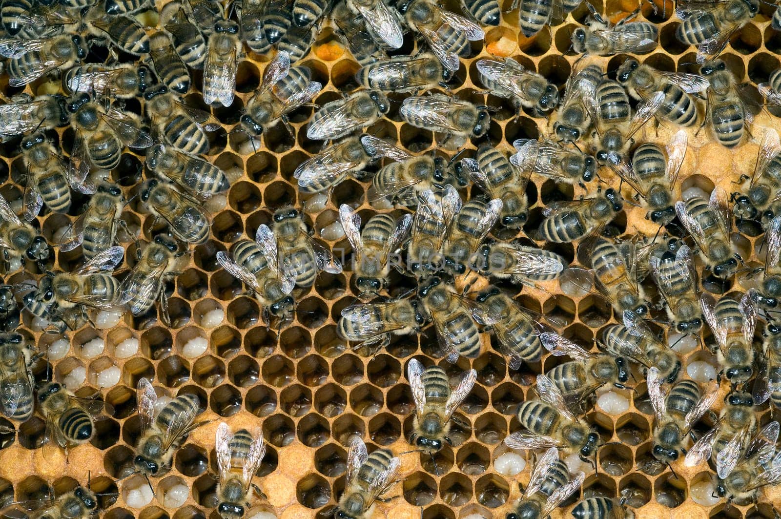 Honigbienen, Biene  Apis  mellifera