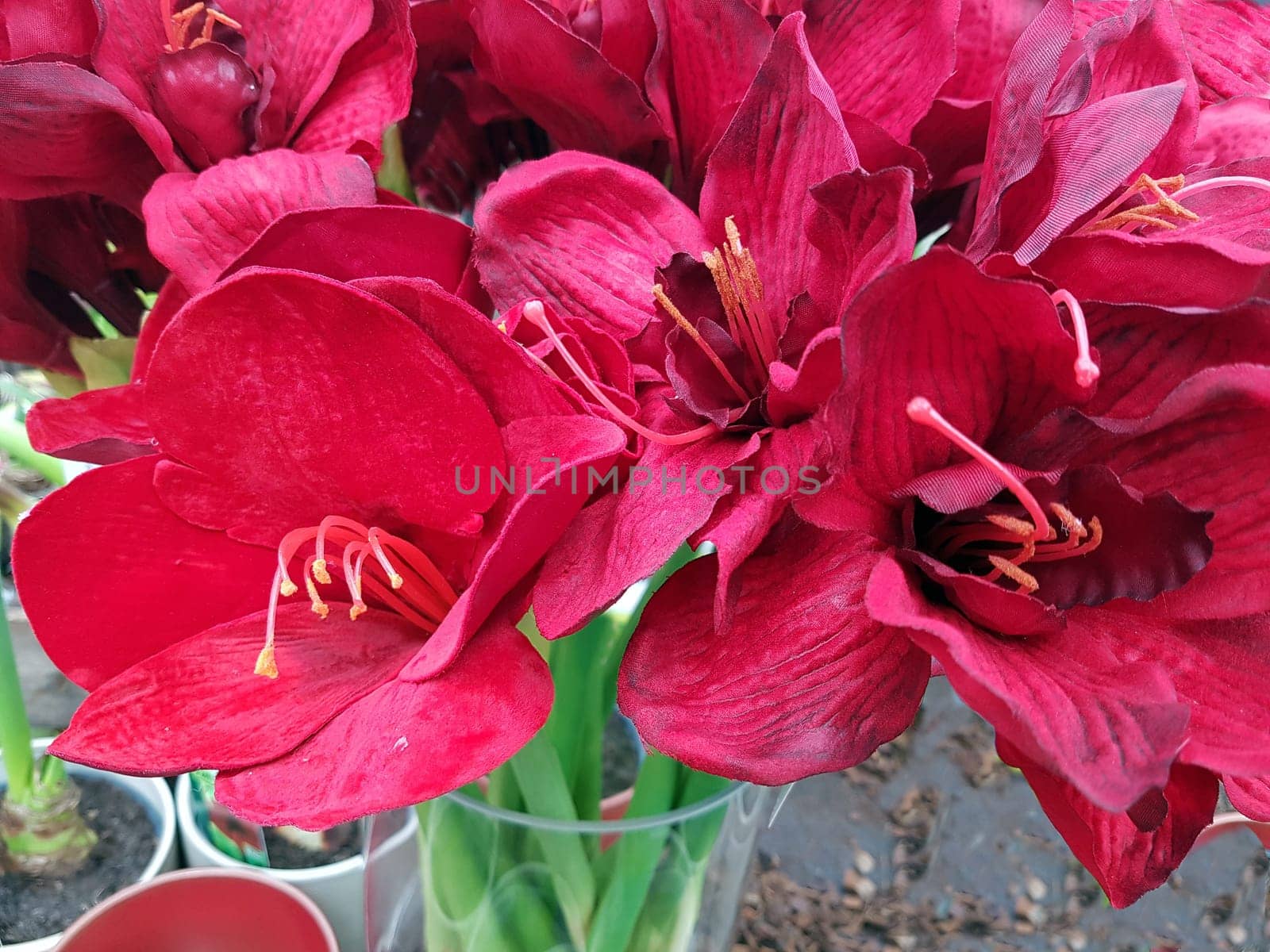 Amaryllis, Ritterstern, Hippeastrum-Hybriden