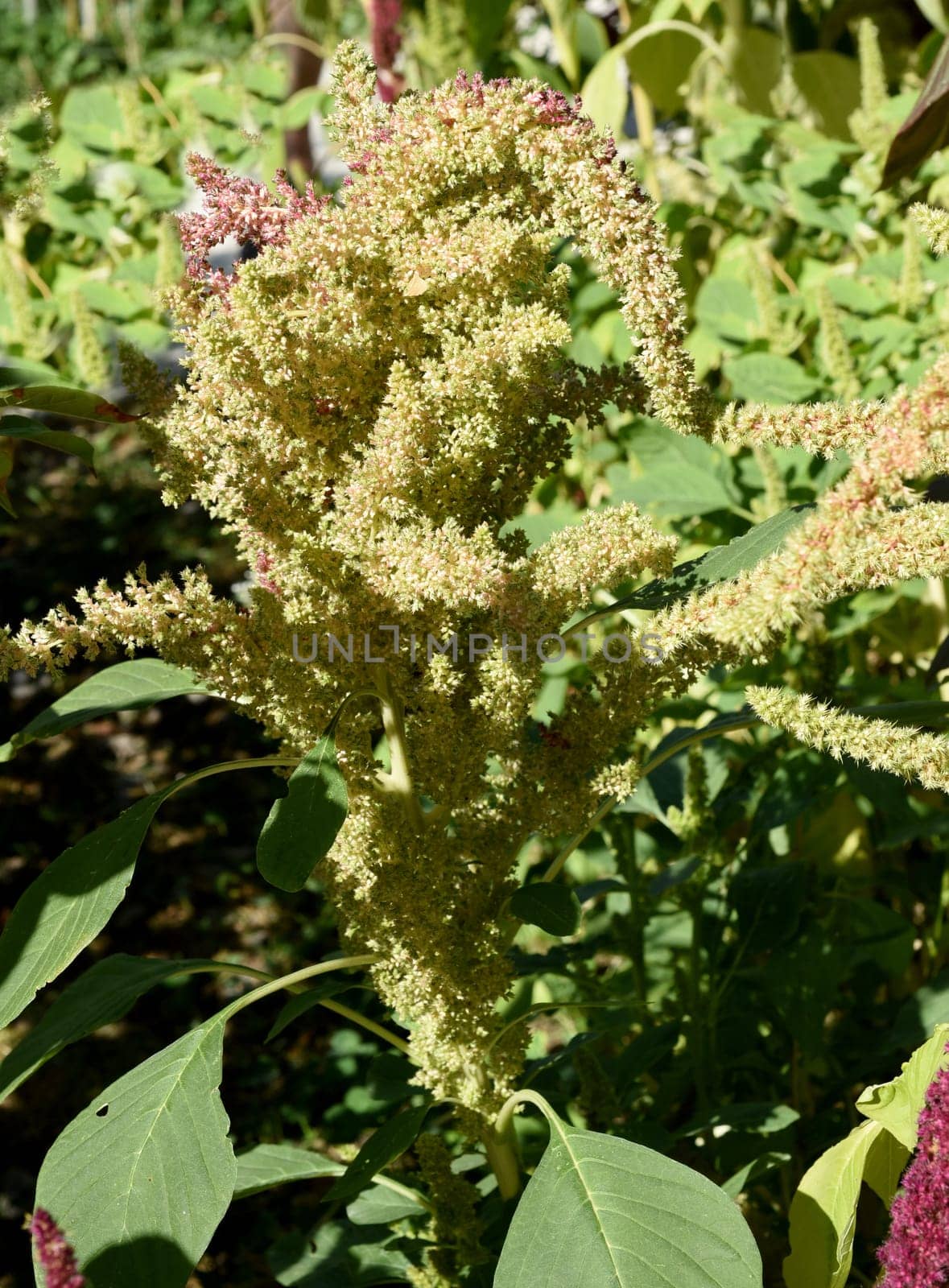 Fuchsschwanz, Amaranthus, Caudatus, Amarant