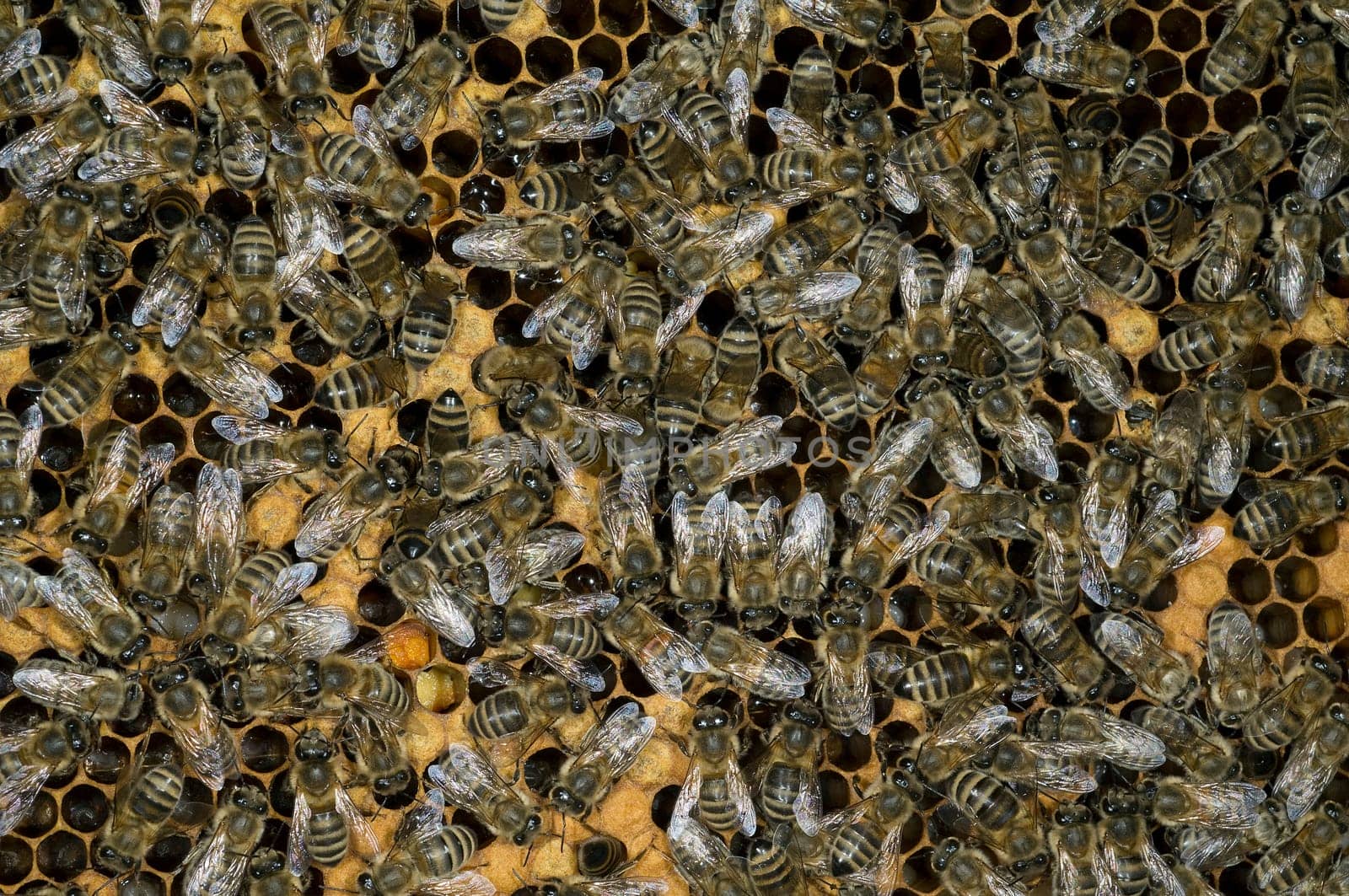 Honigbienen, Biene  Apis  mellifera