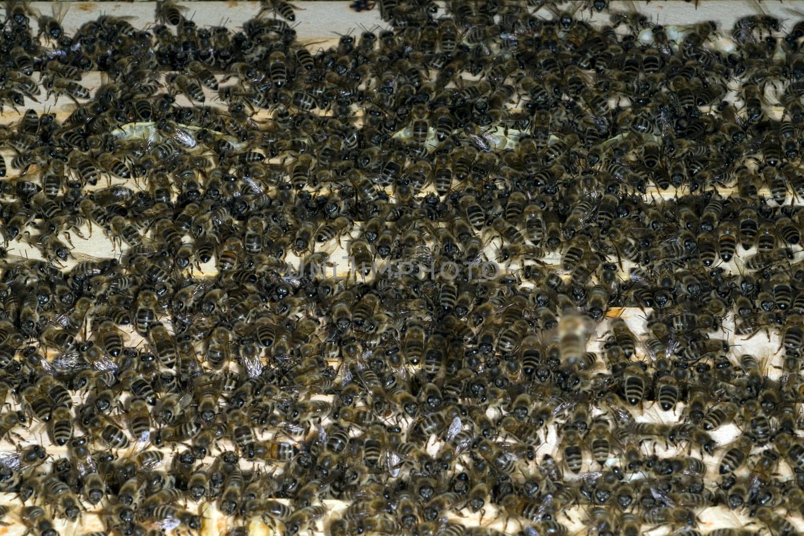 Honigbienen, Biene  Apis  mellifera