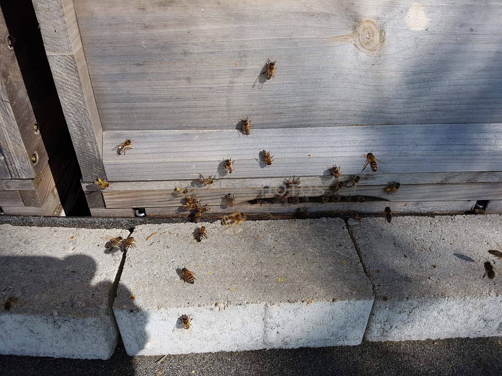 Bienen, Bienenstock, Apis  mellifera