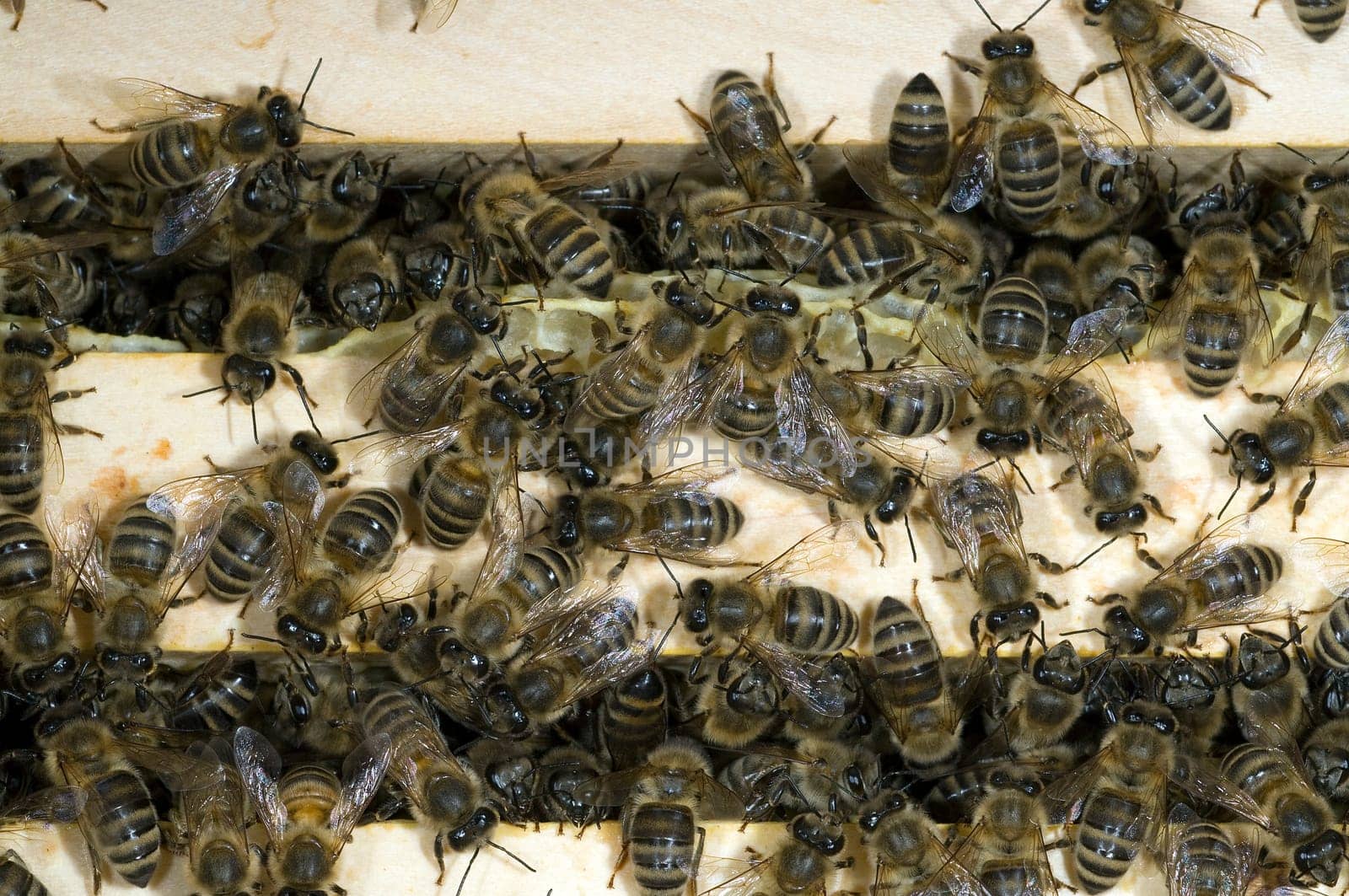 Honigbienen, Biene  Apis  mellifera