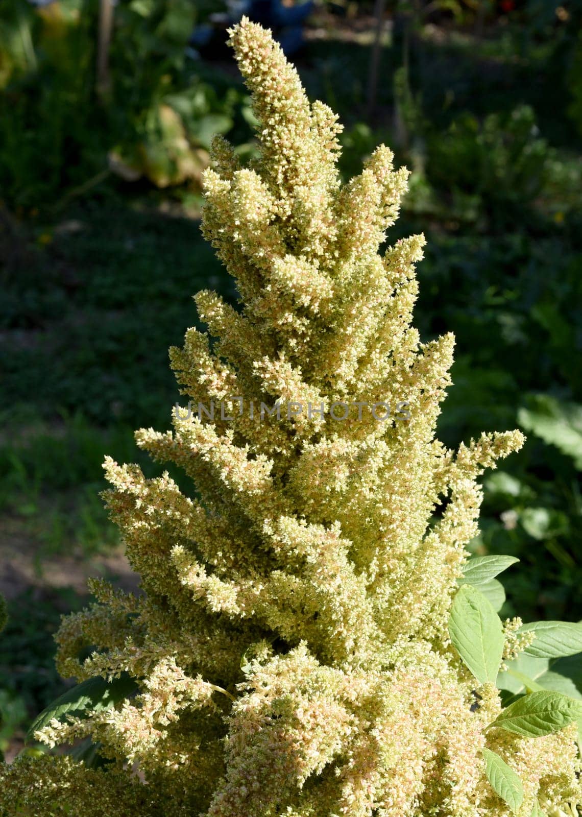 Fuchsschwanz, Amaranthus, Caudatus, Amarant