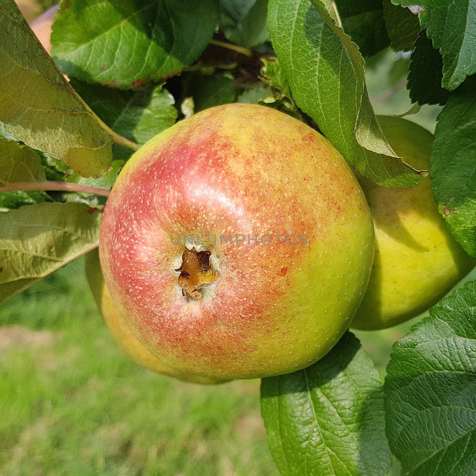 Altlaender Pfannkuchen, Alte Apfelsorten, Apfel, Malus, domestica