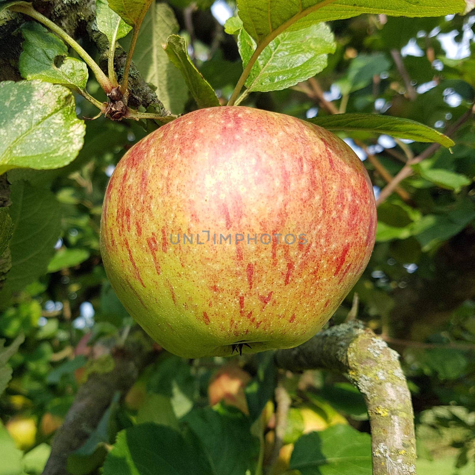 Altlaender Pfannkuchen, Alte Apfelsorten, Apfel, Malus, domestica