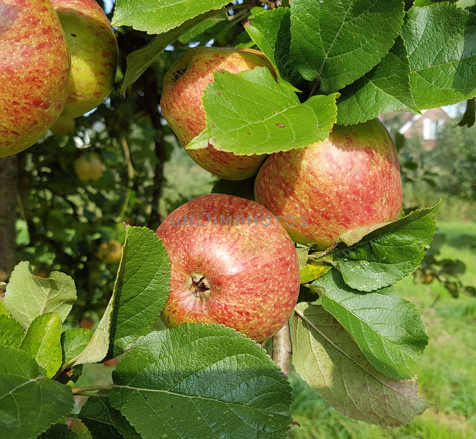 Altlaender Pfannkuchen, Alte Apfelsorten, Apfel, Malus, domestica