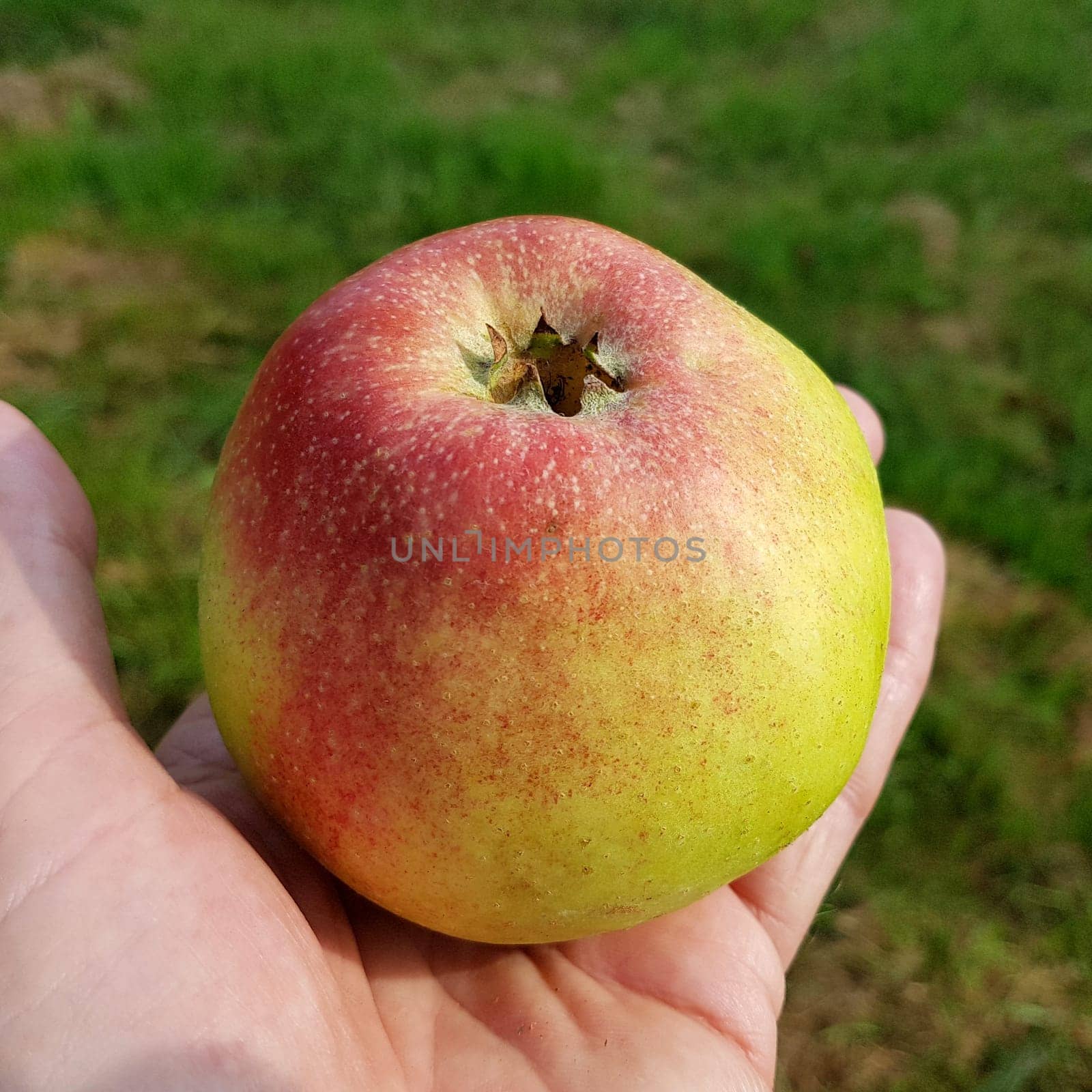 Altlaender Pfannkuchen, Alte Apfelsorten, Apfel, Malus, domestica