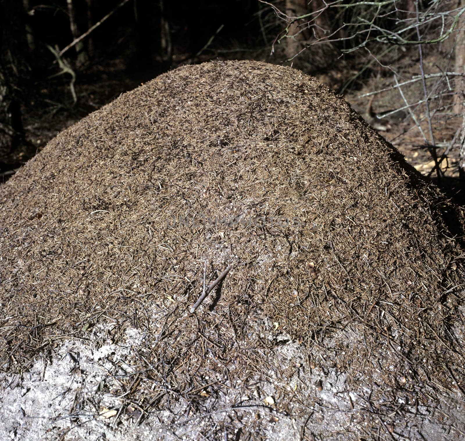 Ameisenhaufen  Rote Waldameise