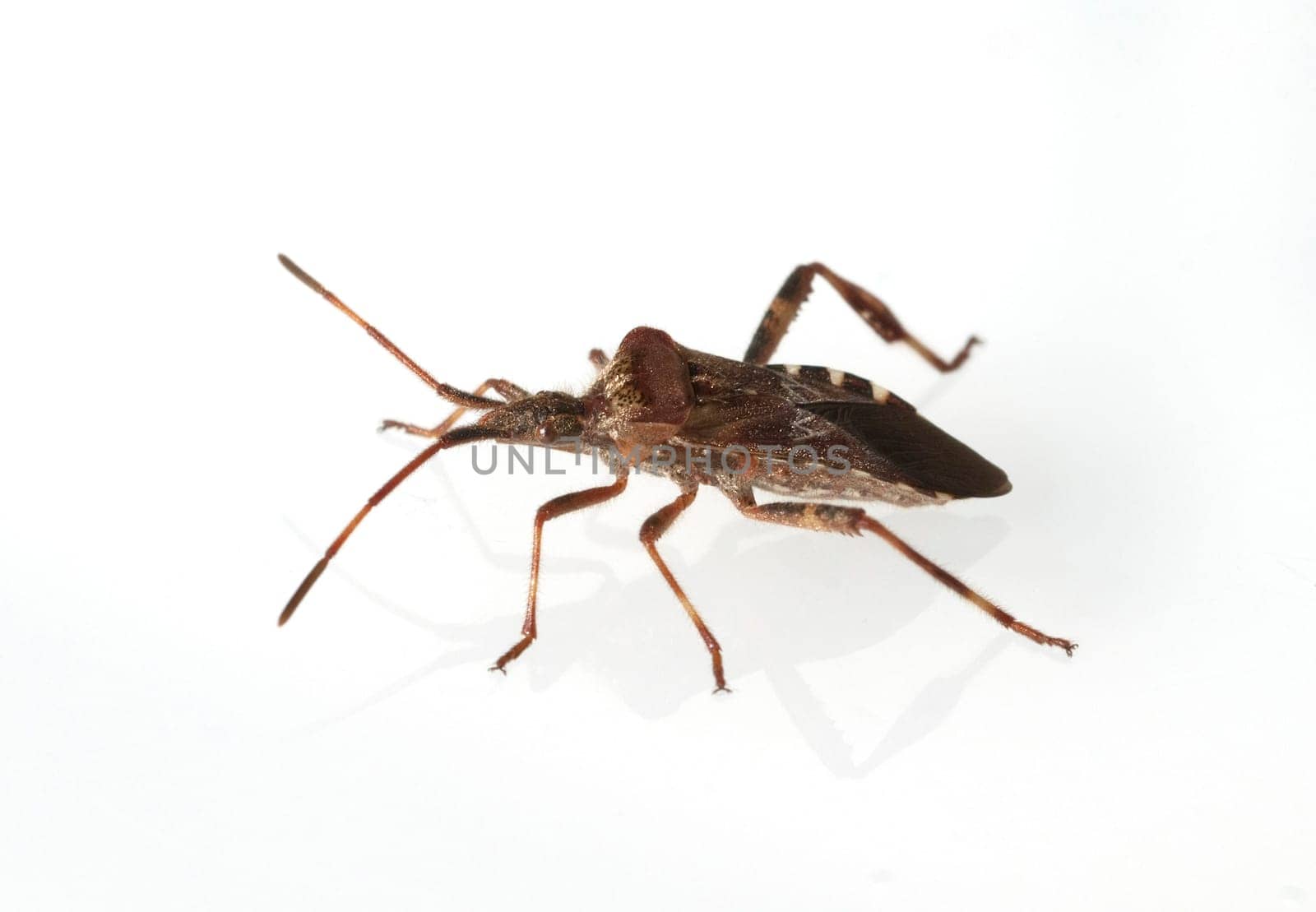 Amerikanische, Zapfenwanze, Leptoglossus, occidentalis