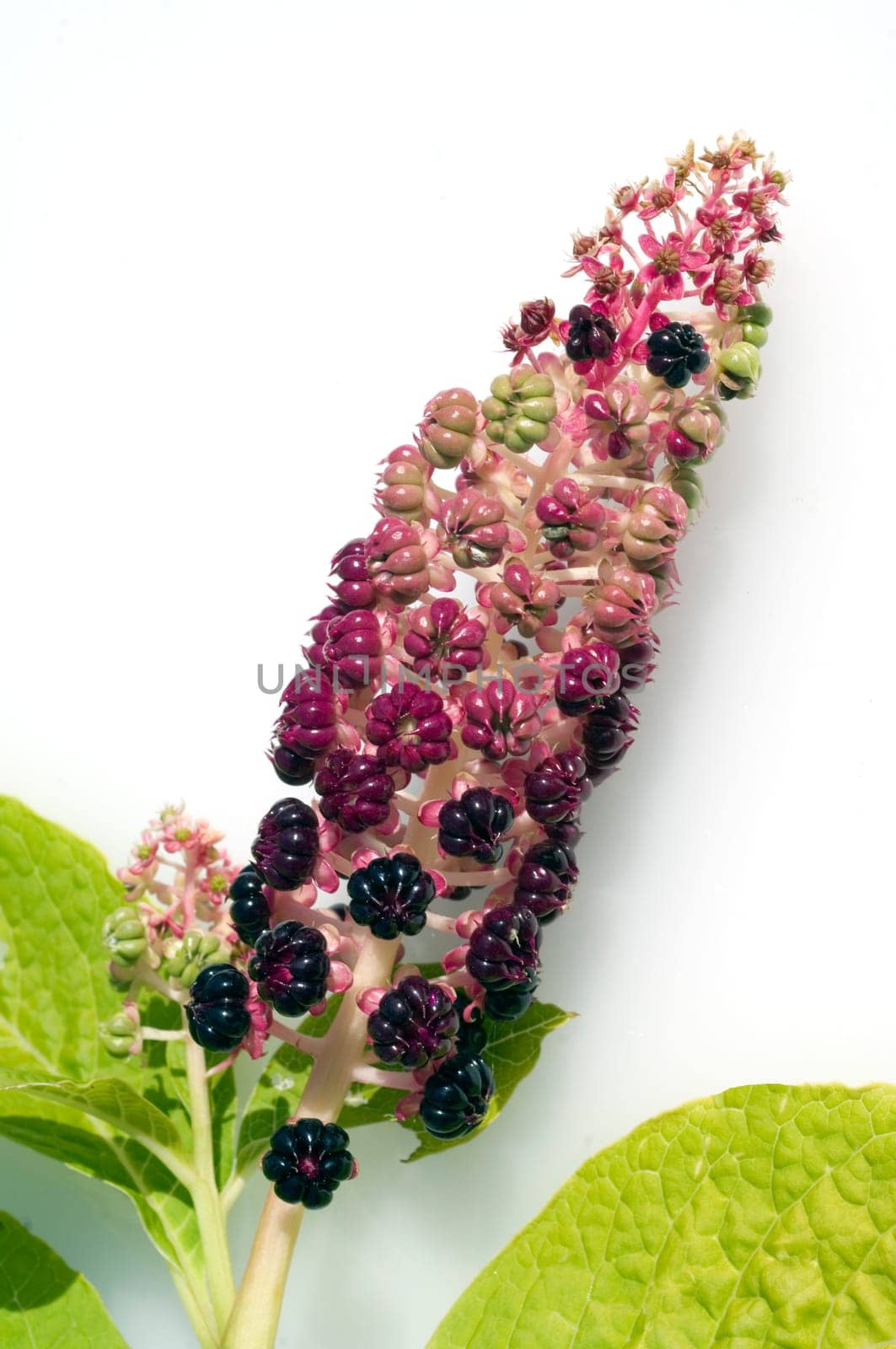 kermesbeeren  Amerikanische kermesbeere  phytolacca americana