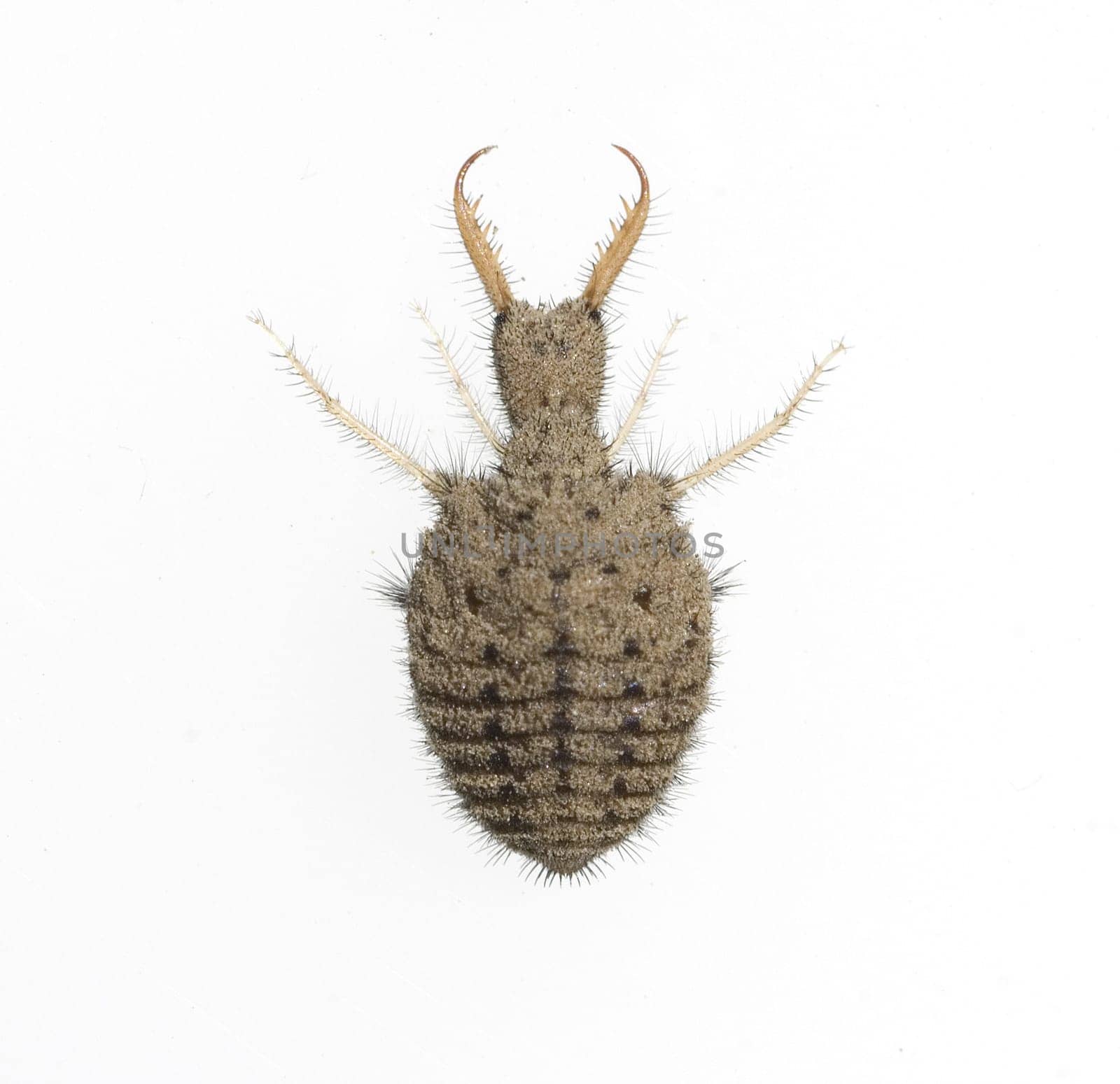 Ameisenloewe, Palpares, libelluloides, Larve, der, Ameisenjungfern