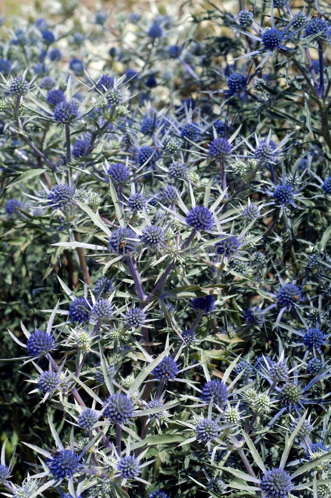 Amethyst-Mannstreu, Eryngium amethystinum