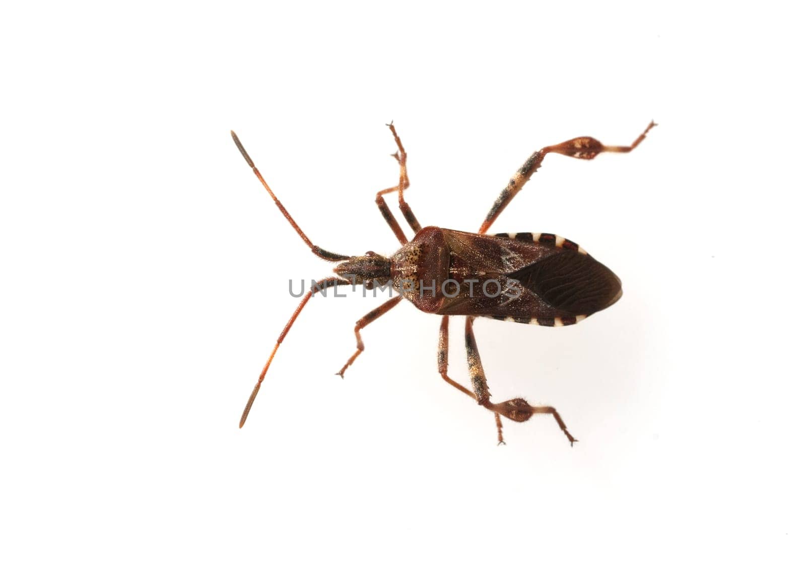 Amerikanische, Zapfenwanze, Leptoglossus, occidentalis