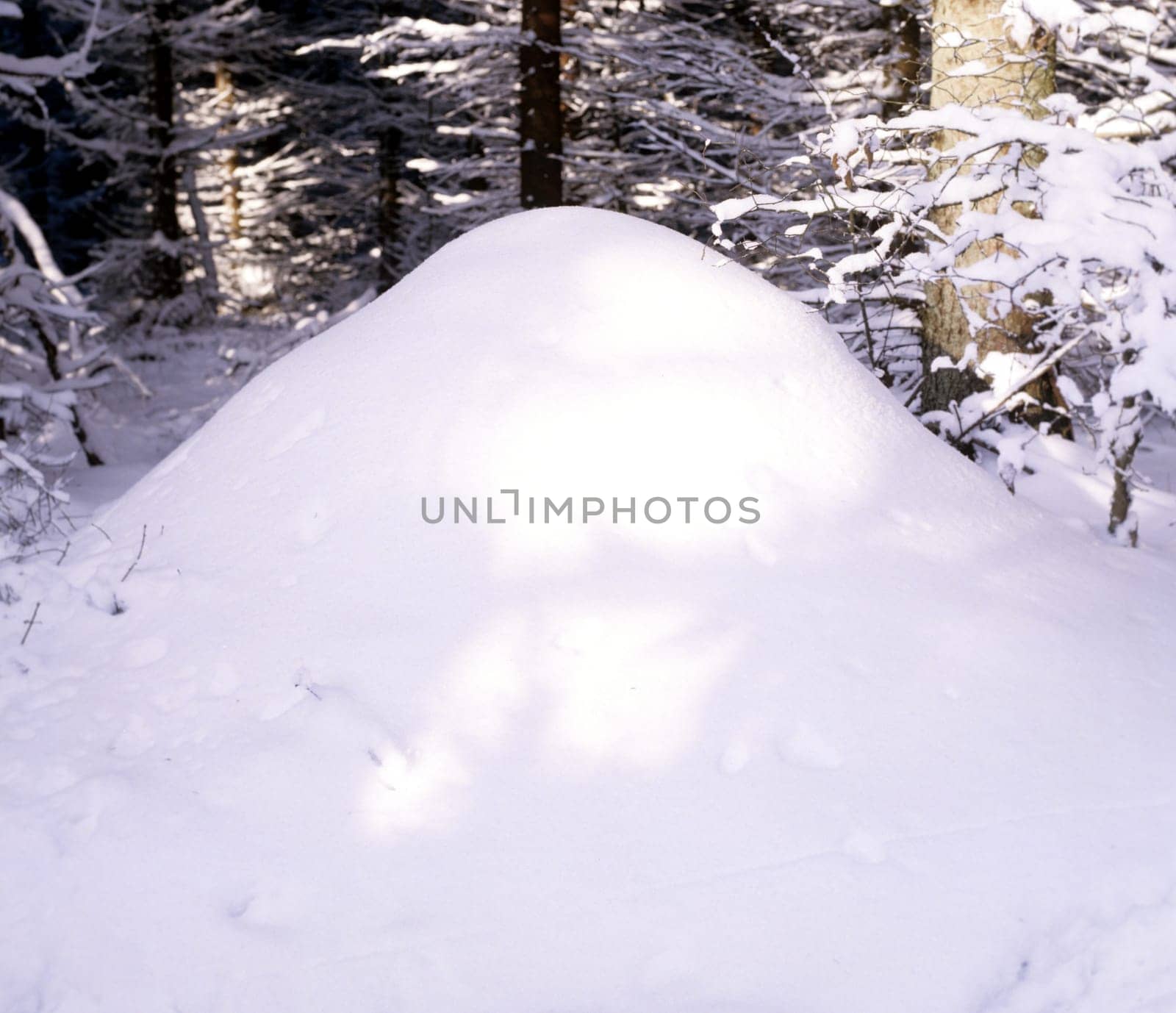 Ameisenhaufen  Rote Waldameise mit Schnee bedeckt