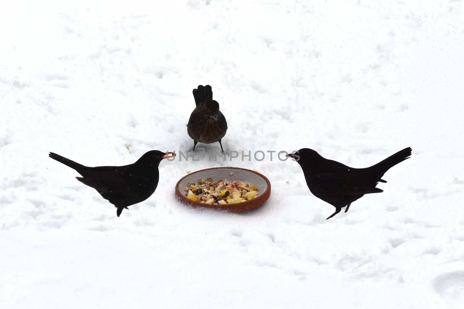 Amseln, Winter, Winterfuetterung