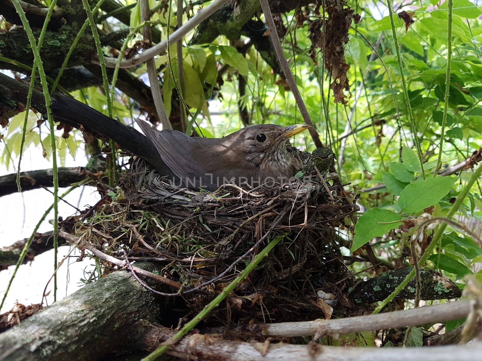 Amselnest, Amsel, Turdus, merula, Schwarzdrossel