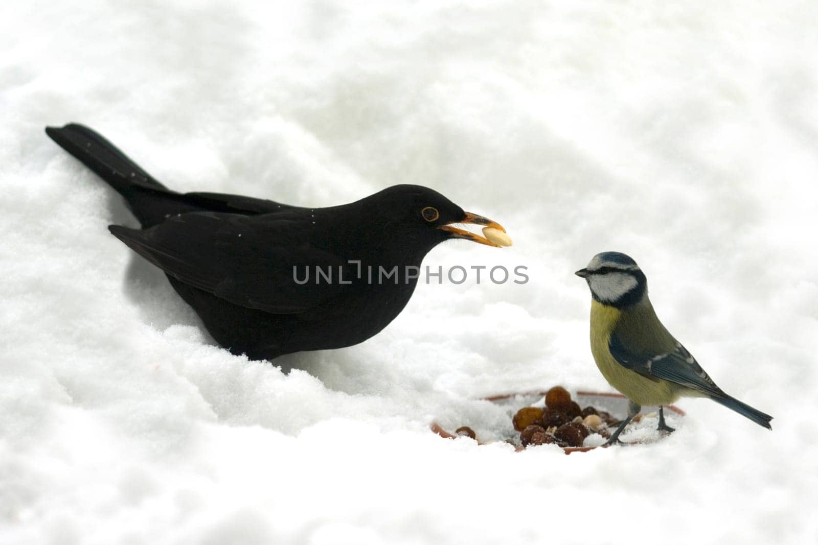 Amsel  Meise Winter, Fuetterung