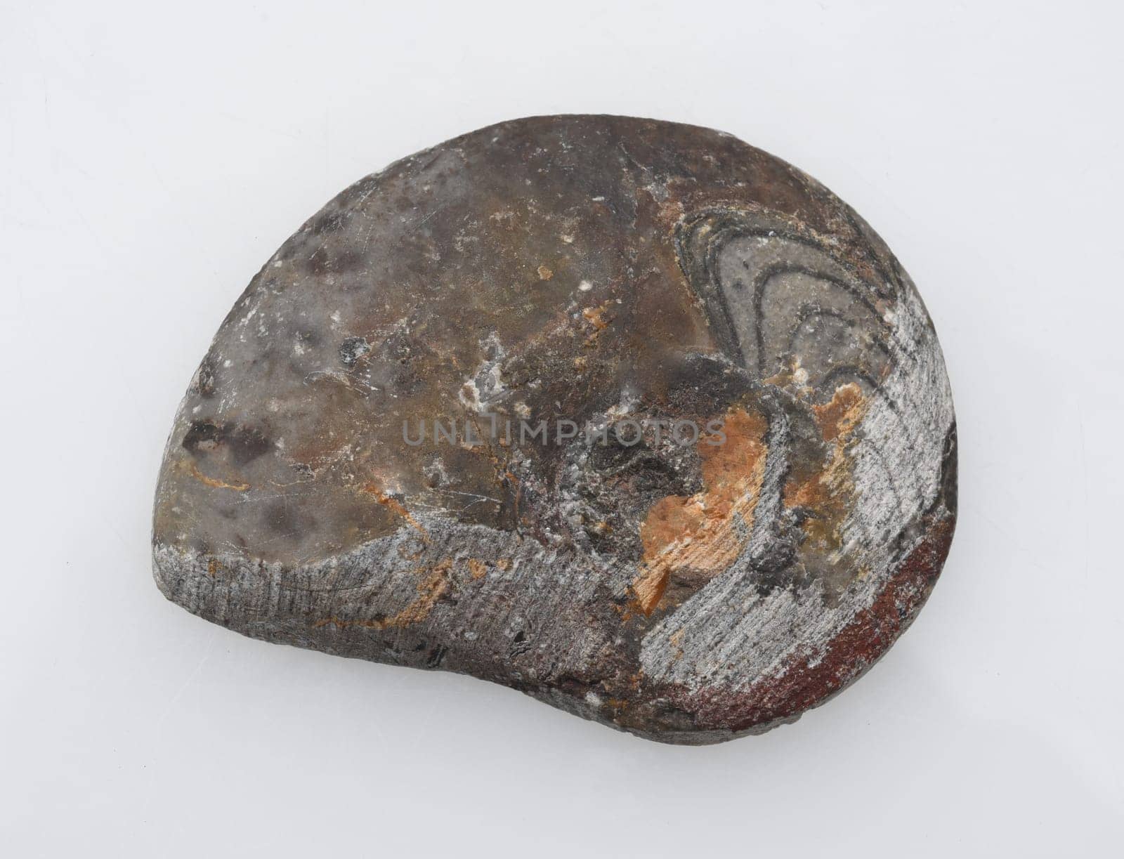 Ammonit, Fossil, Sagittalschnitt