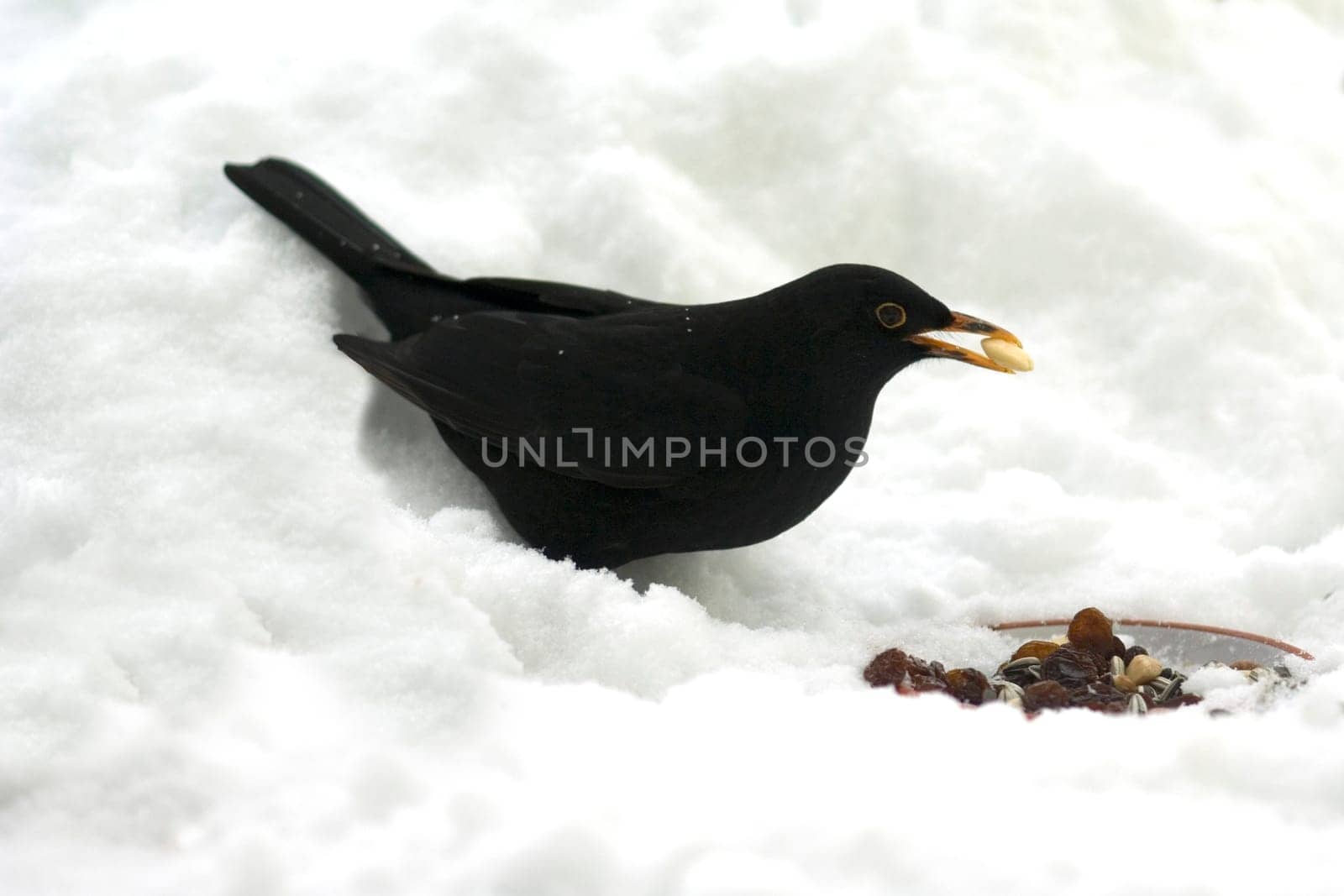 Amsel, Maennchen