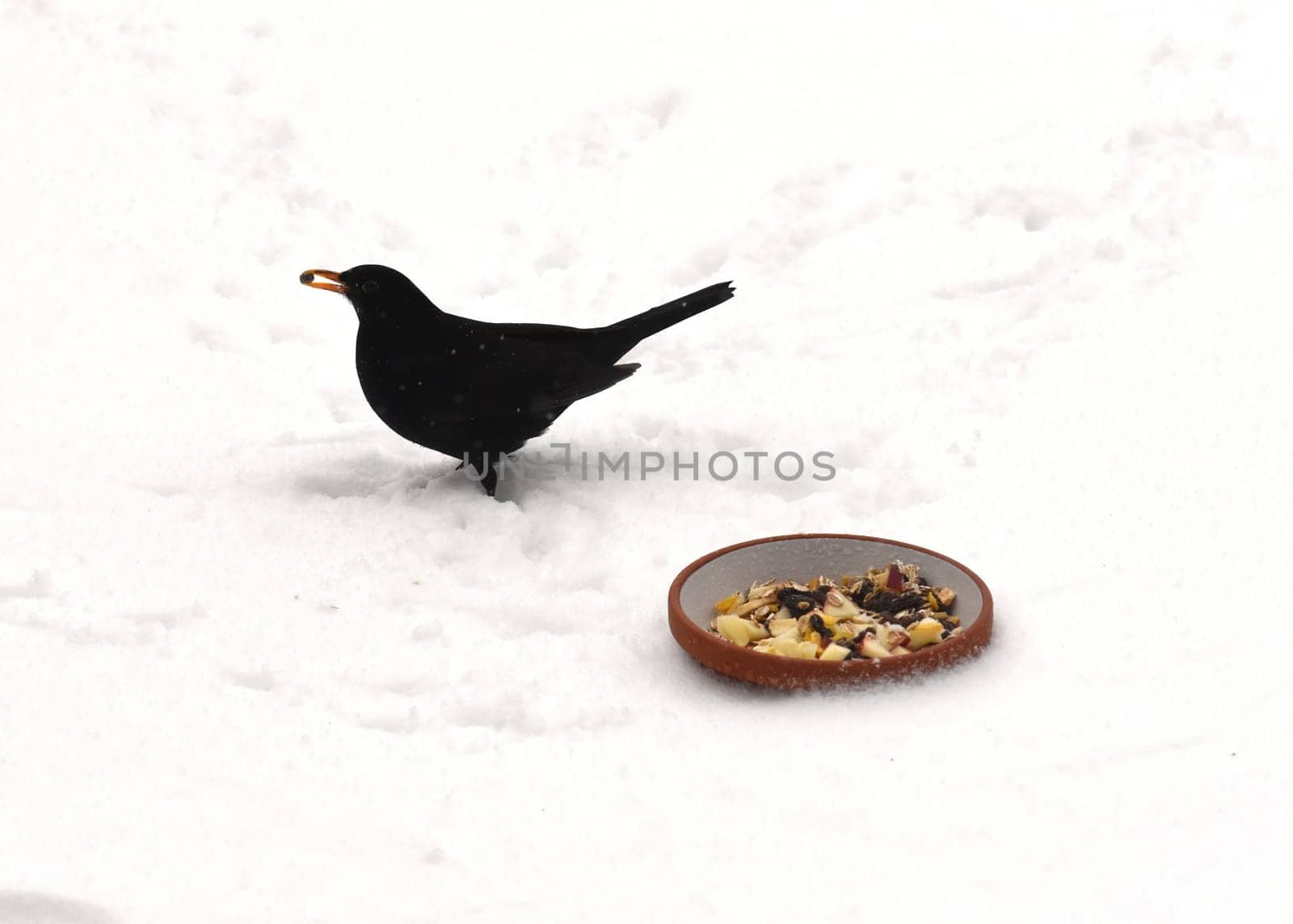 Amseln, Winter, Winterfuetterung
