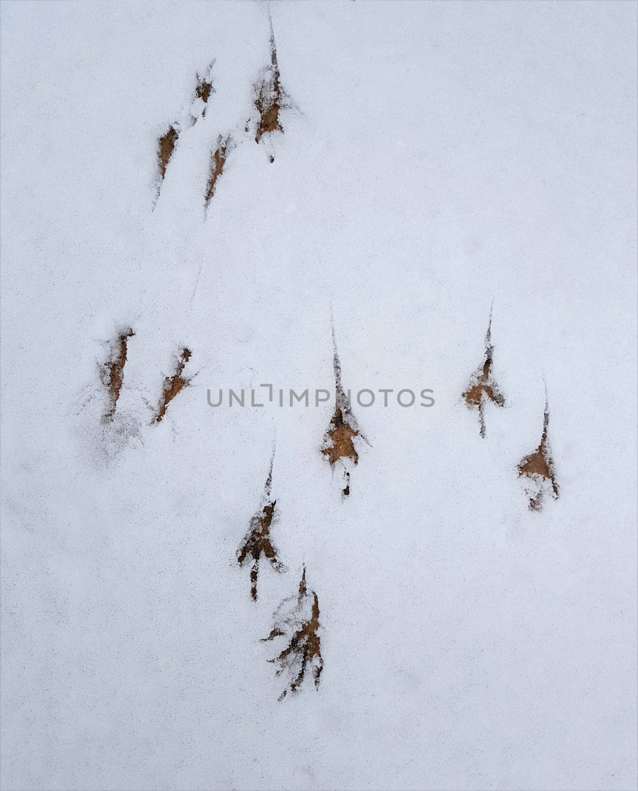 Spuren einer Amsel im Schnee. Traces of a blackbird in the snow.
