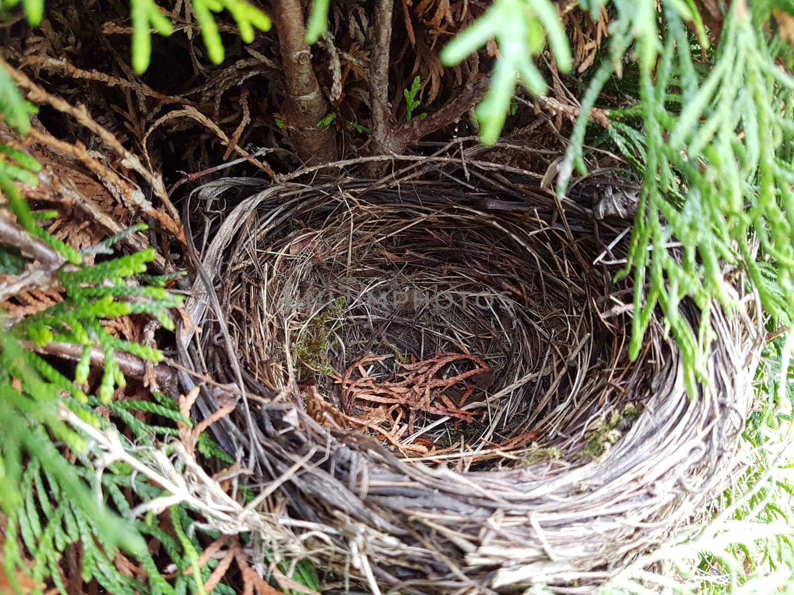 Amselnest, Amsel, Turdus, merula, Schwarzdrossel