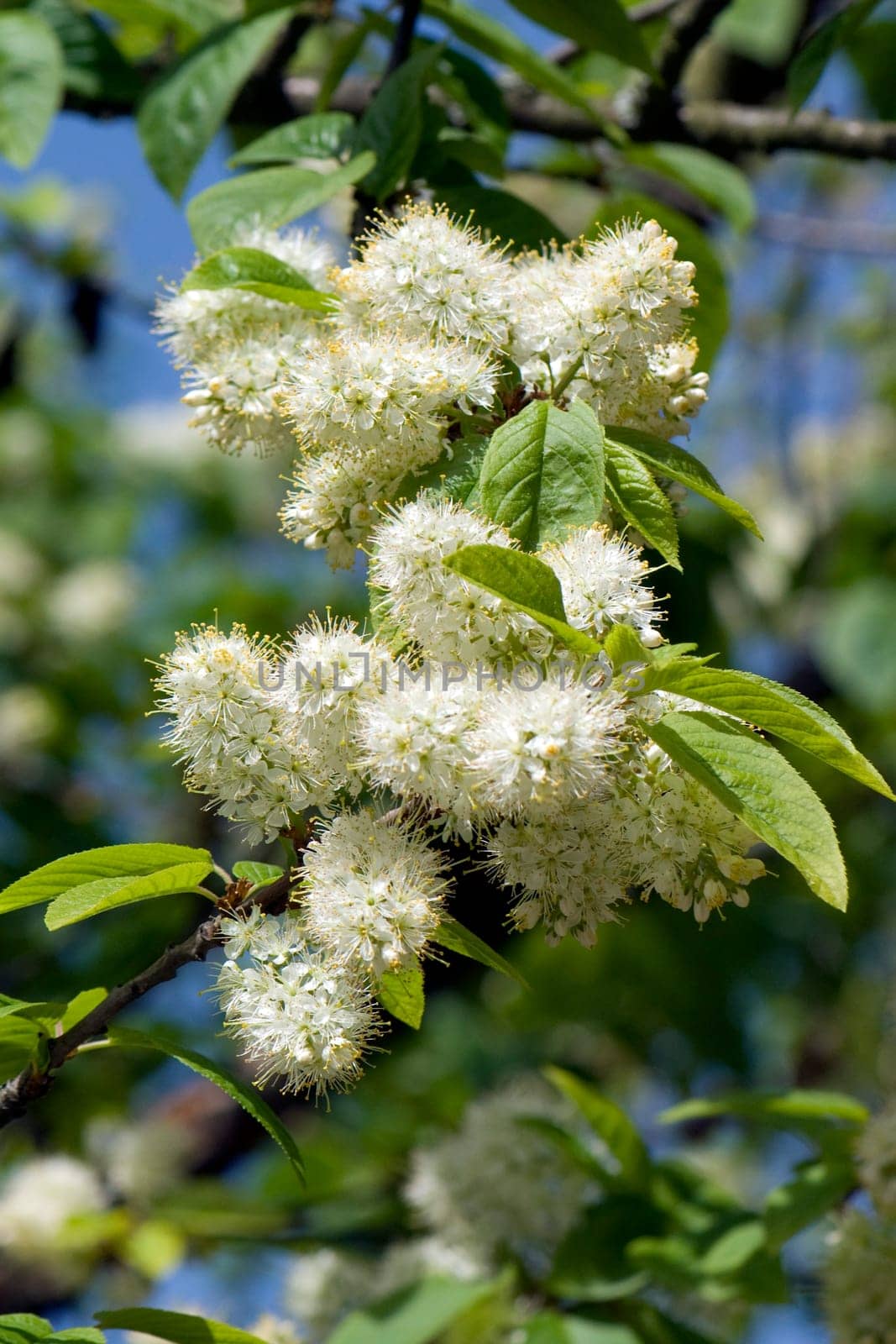 Amur-Traubenkirsche, Prunus maackii
