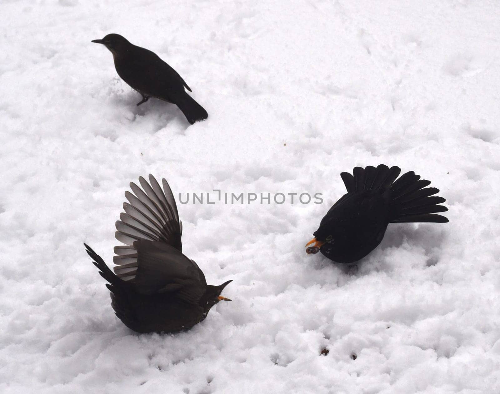 Amseln, Winterfuetterung, Kampf, Futterneid