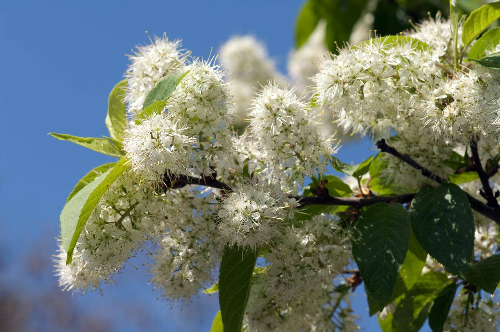 Amur-Traubenkirsche, Prunus maackii