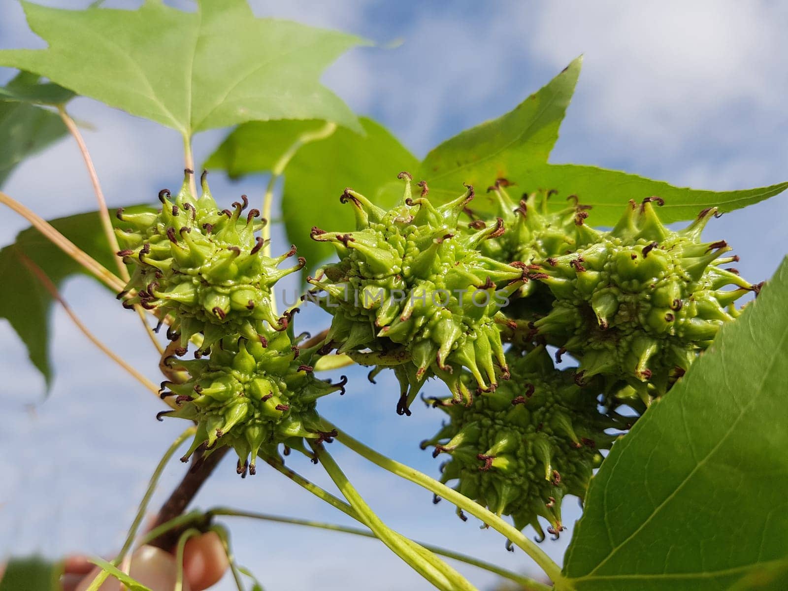 Ambeerbaum  Frucht, Liquidambar  styraciflua