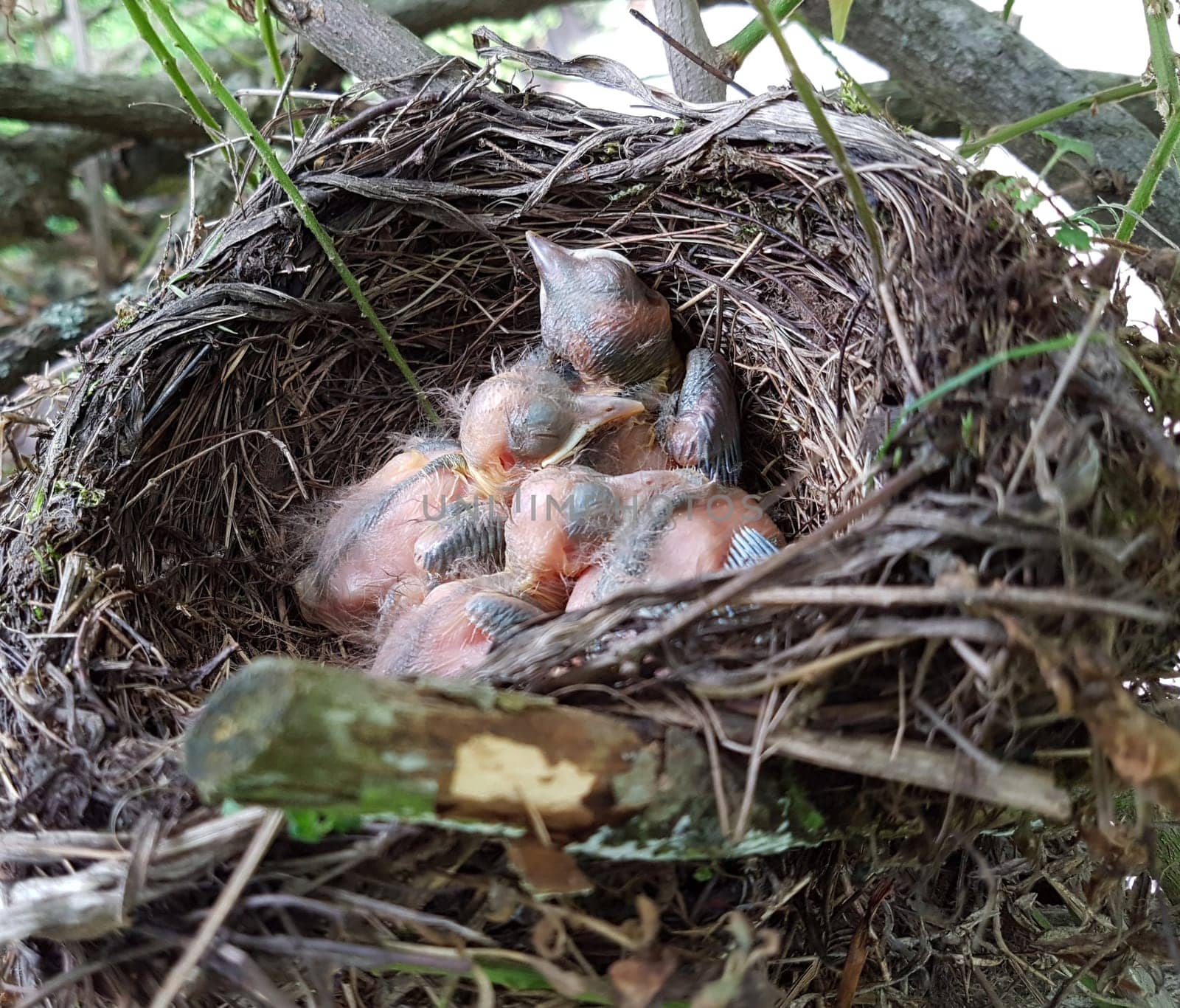 Amselnest, Jungamsel, Jungvogel, Amsel, Turdus, merula