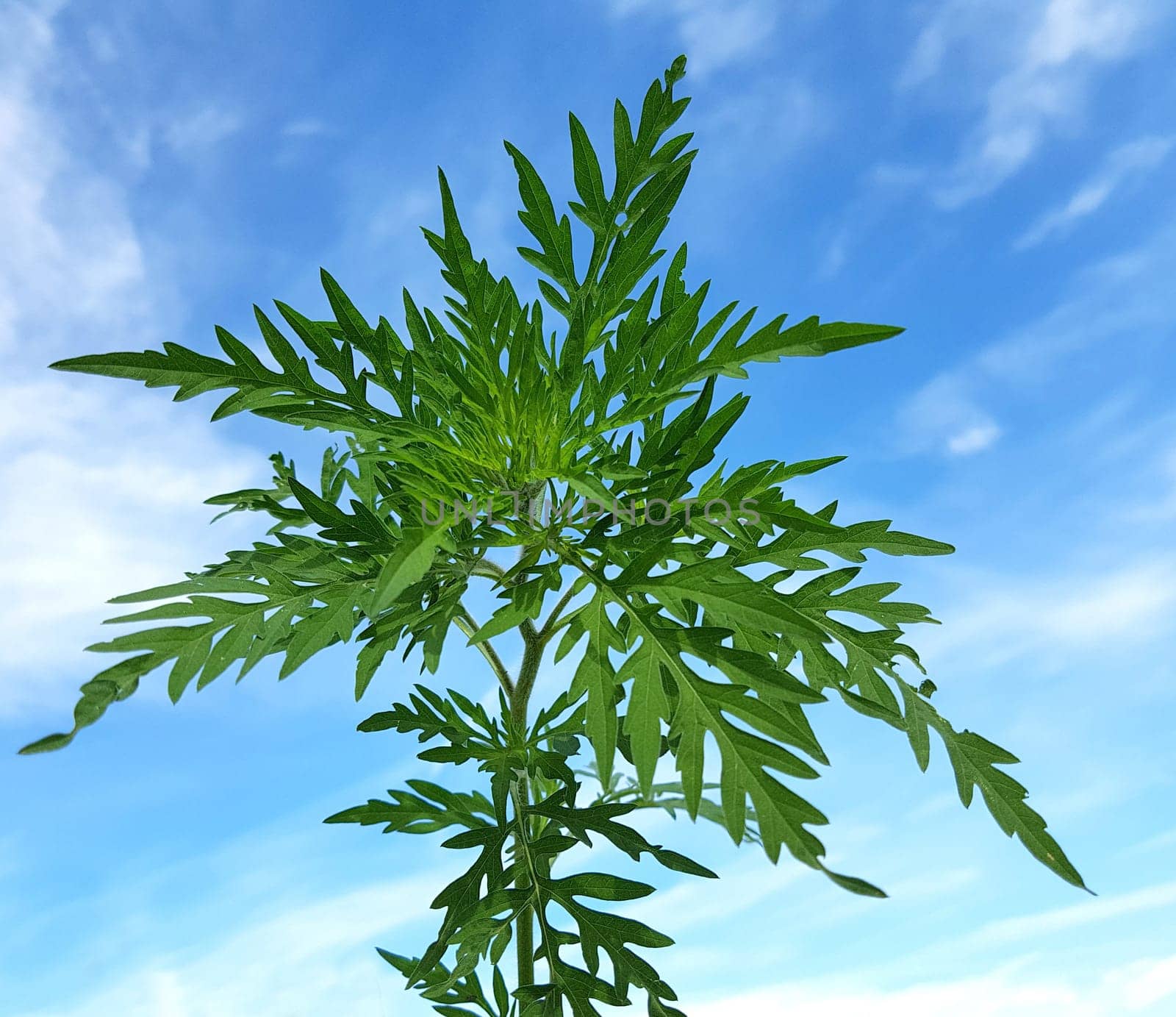 Ambrosiabluete  Ambrosia  artemisiifolia