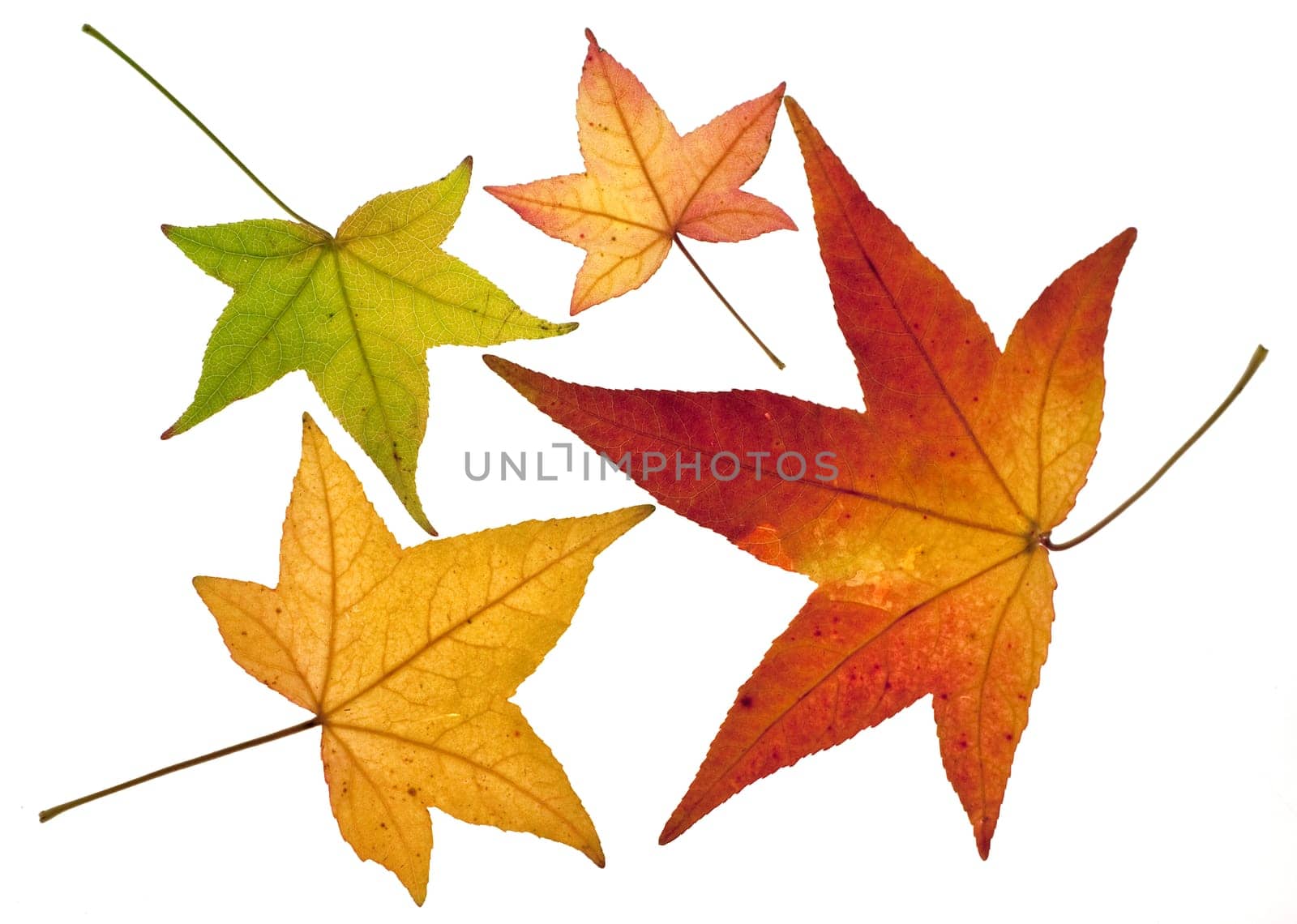 Ambeerbaumblatt, Liquidambar, styraciflua, Storaxbaum, Seesternbaum