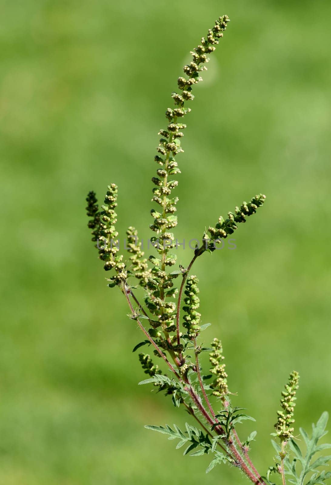 Ambrosia artemisiifolia, ist eine allergieausloesende gefaehrliche, invasive Pflanze. Ambrosia artemisiifolia, is an allergenic, invasive plant that causes allergies.
