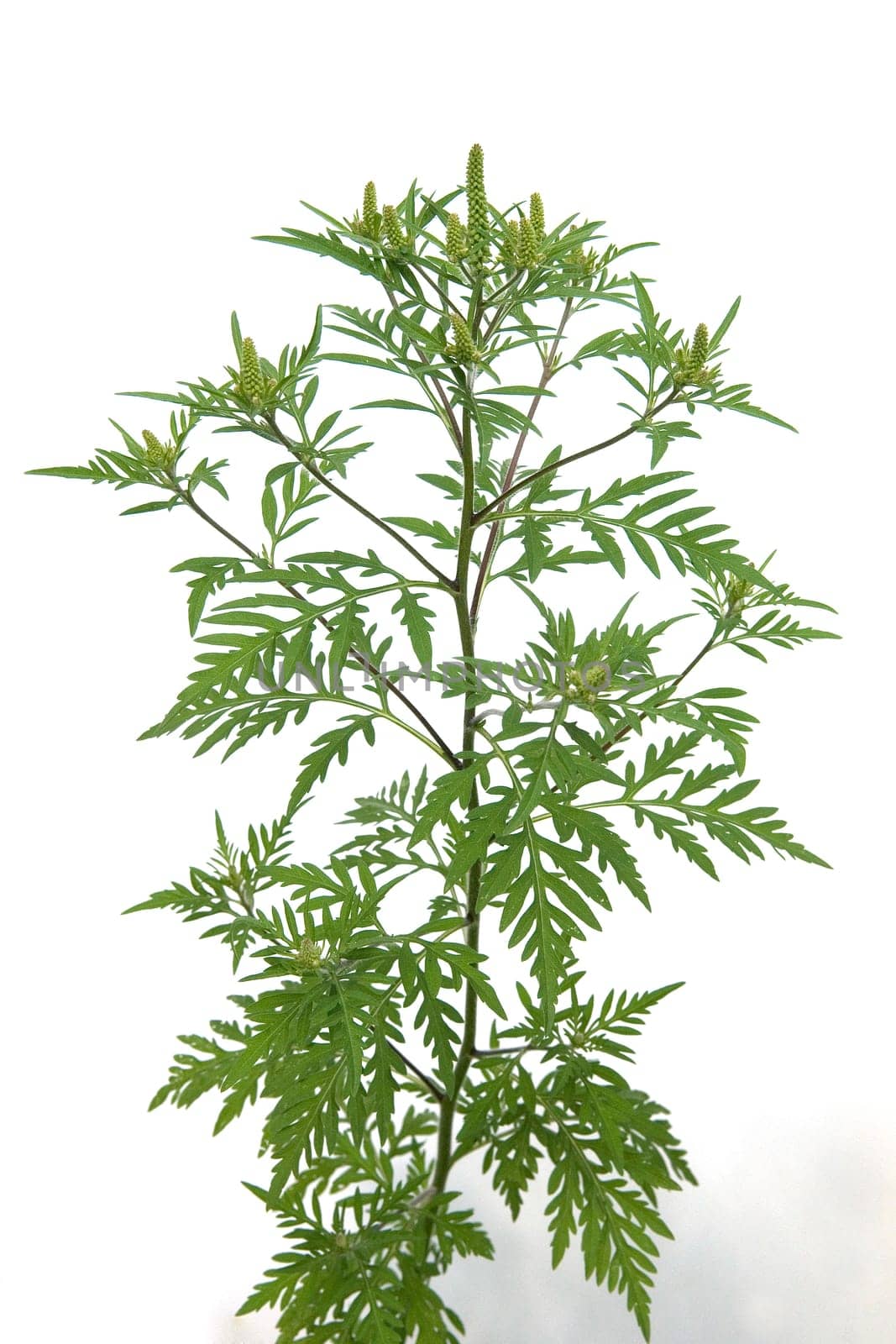 Ambrosiabluete, Ambrosia, artemisiifolia, Aufrechtes, Traubenkraut
