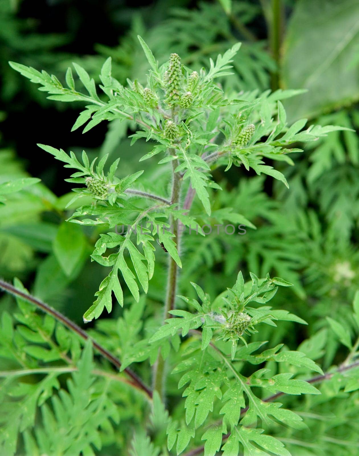 Ambrosiabluete, Ambrosia, artemisiifolia, Aufrechtes, Traubenkraut