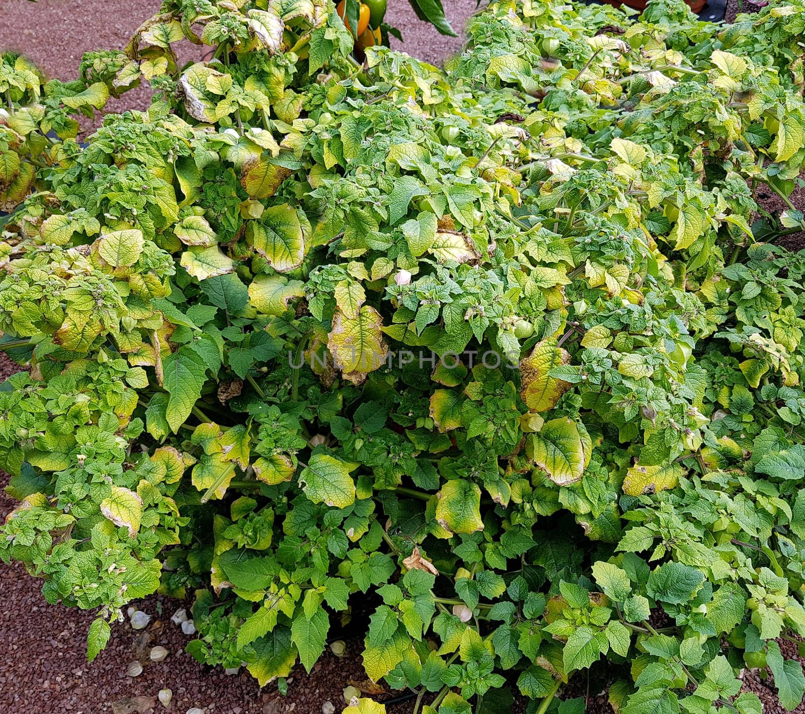 Ananaskirsche, Physalis, pruinosa, Preciosa, Lampionblume