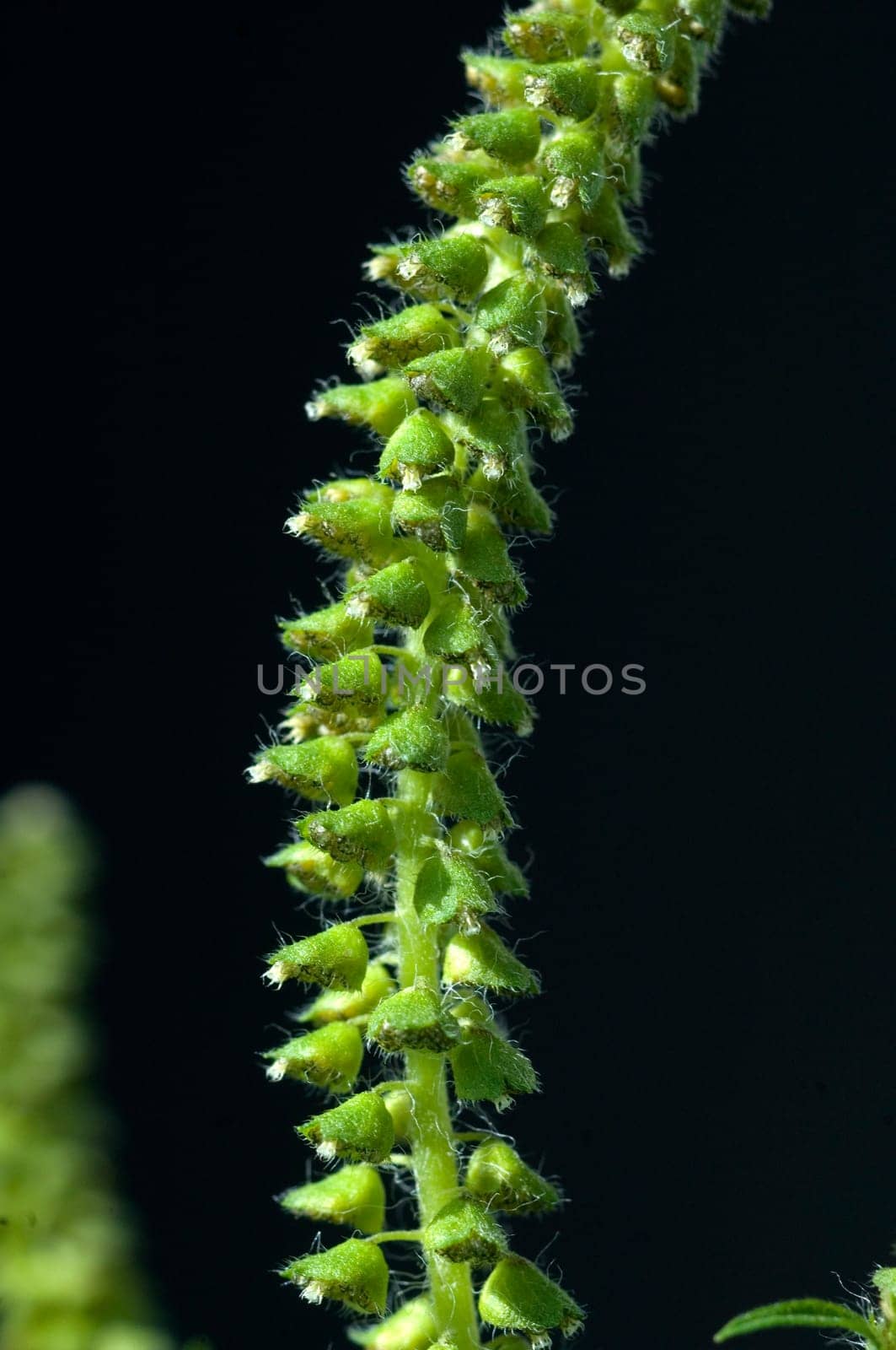 Ambrosiabluete  Ambrosia  Ambrosia artemisiifolia