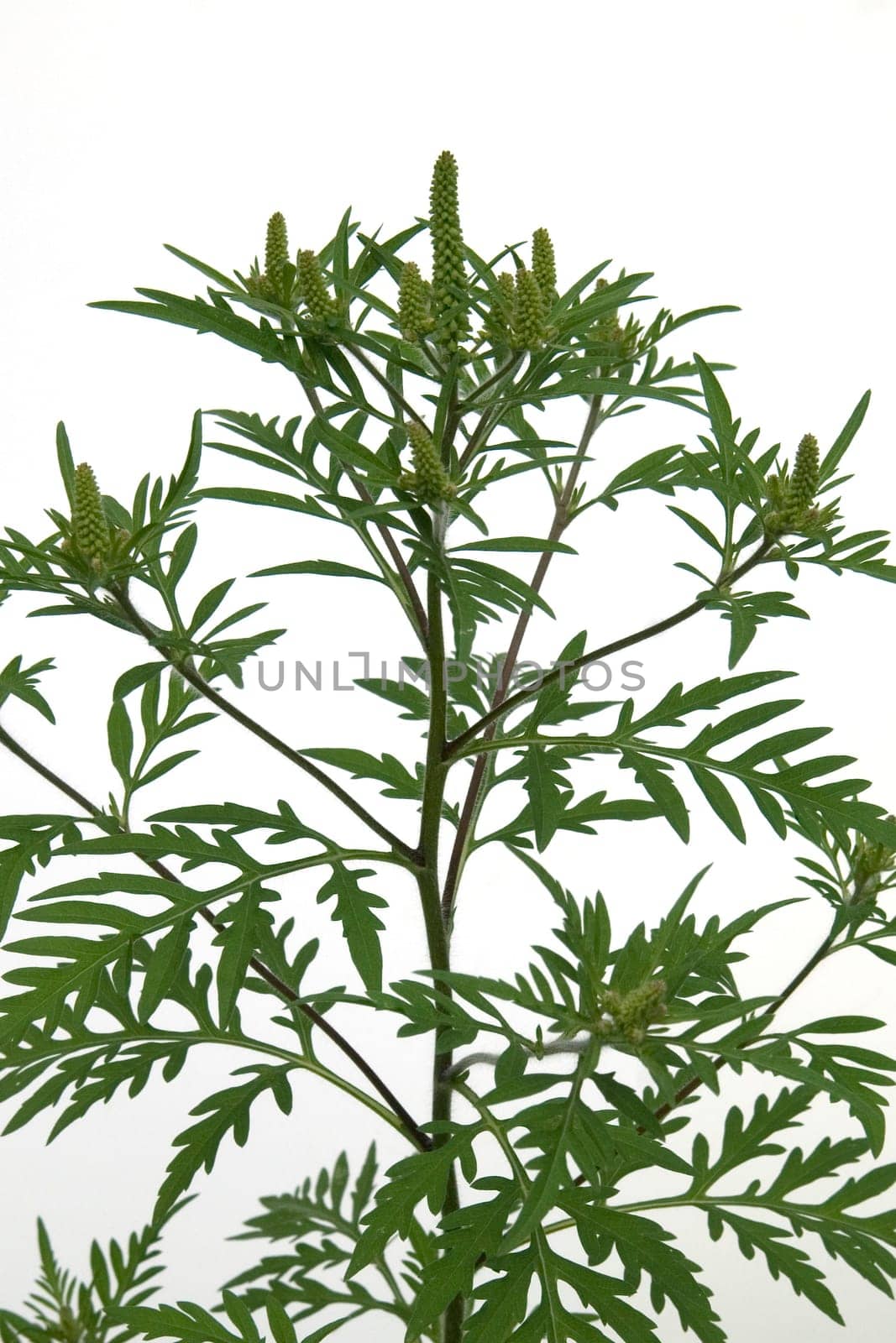 Ambrosia artemisiifolia