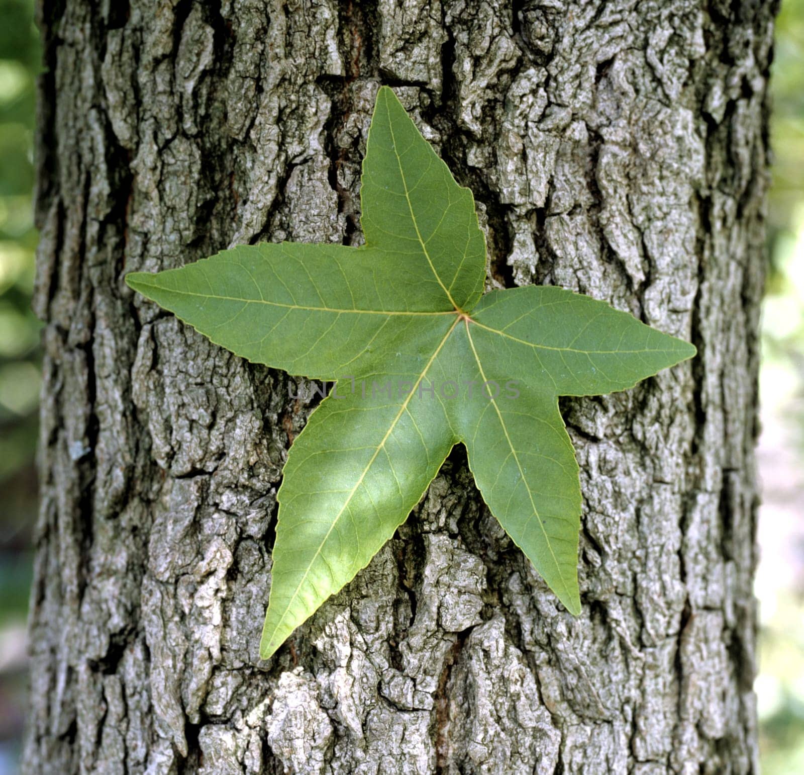 Amberbaum  Liquidambar styraciflua
